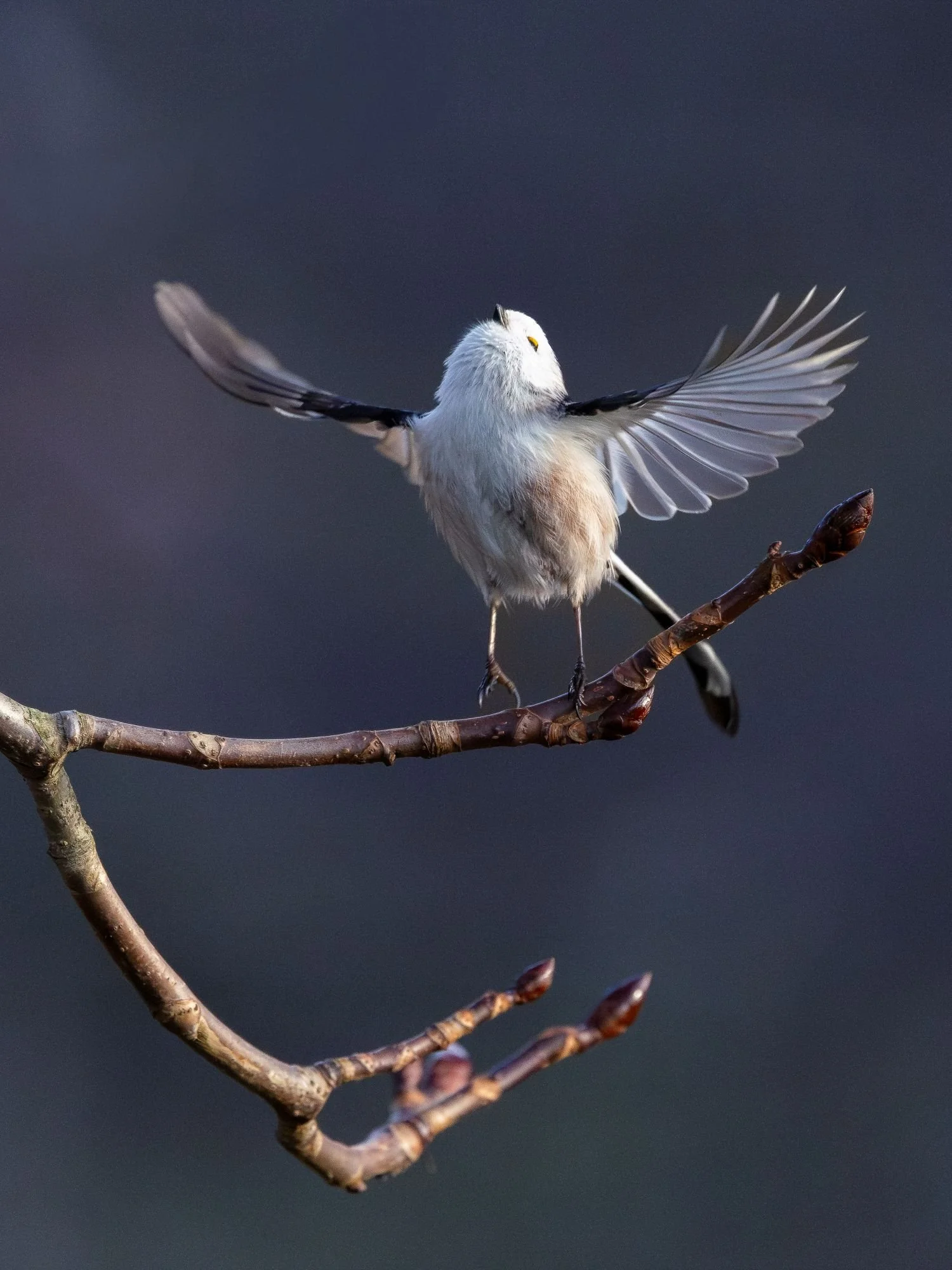 stjärtmes-fågelfoto-naturfoto-skåne-Sverige.jpg