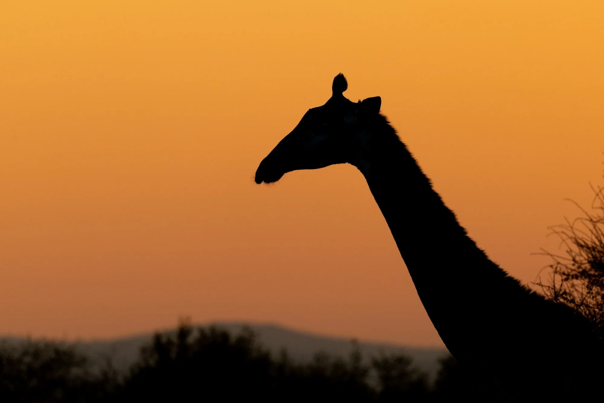 Silhouette of a giraffe with a baby giraffe on its head against an orange sunset background.