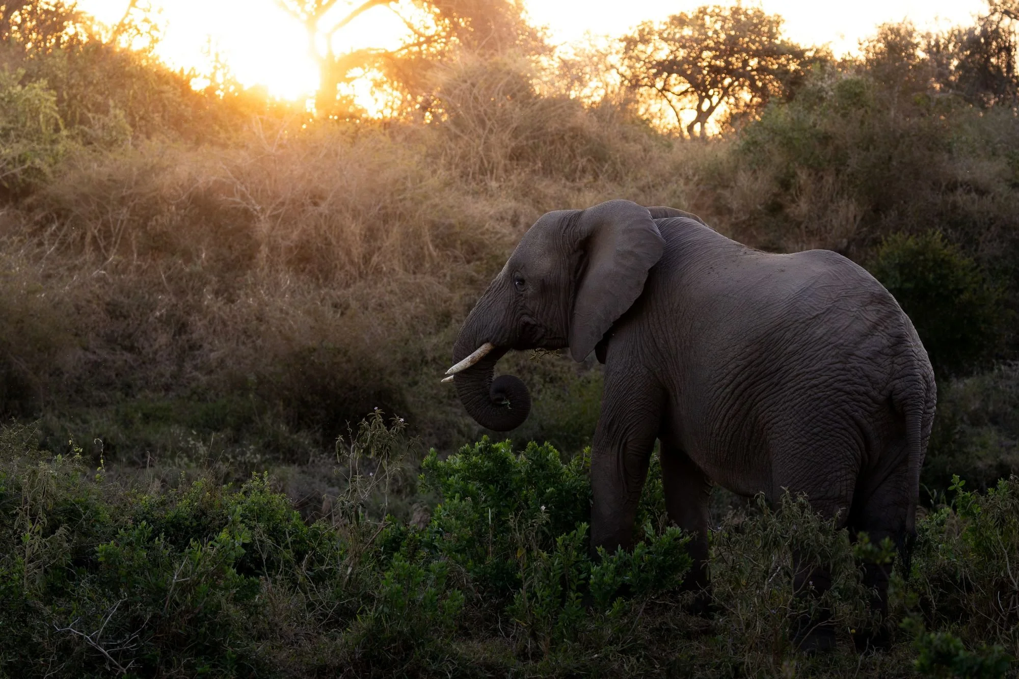 savannelefant-elefant-sydafirka-zimanga-zimangaprivategamereserve-naturfoto-djurfoto-5.jpg