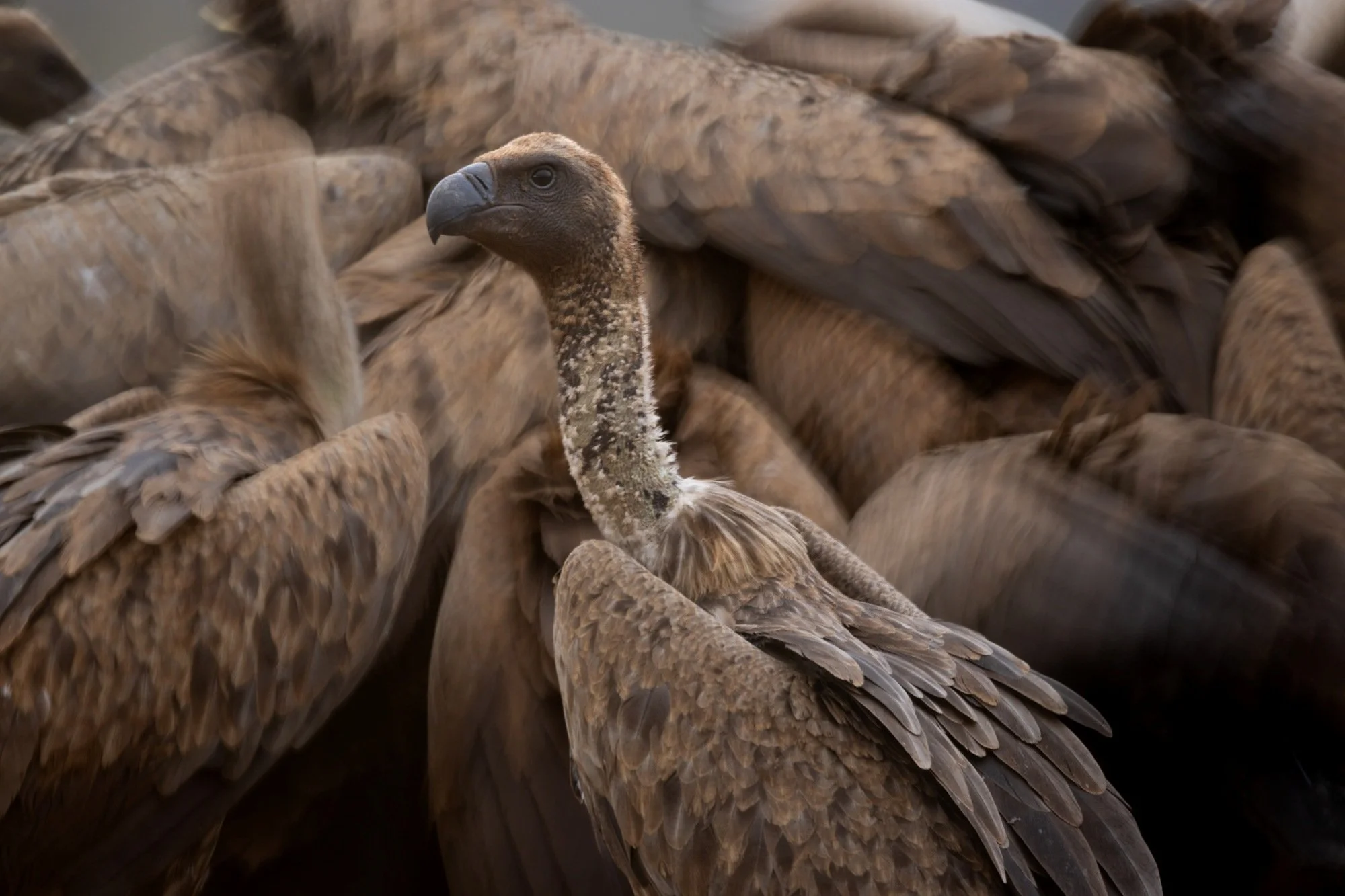 whitebackedvulture-sydafirka-zimanga-zimangaprivategamereserve-naturfoto-fågelfoto.jpg