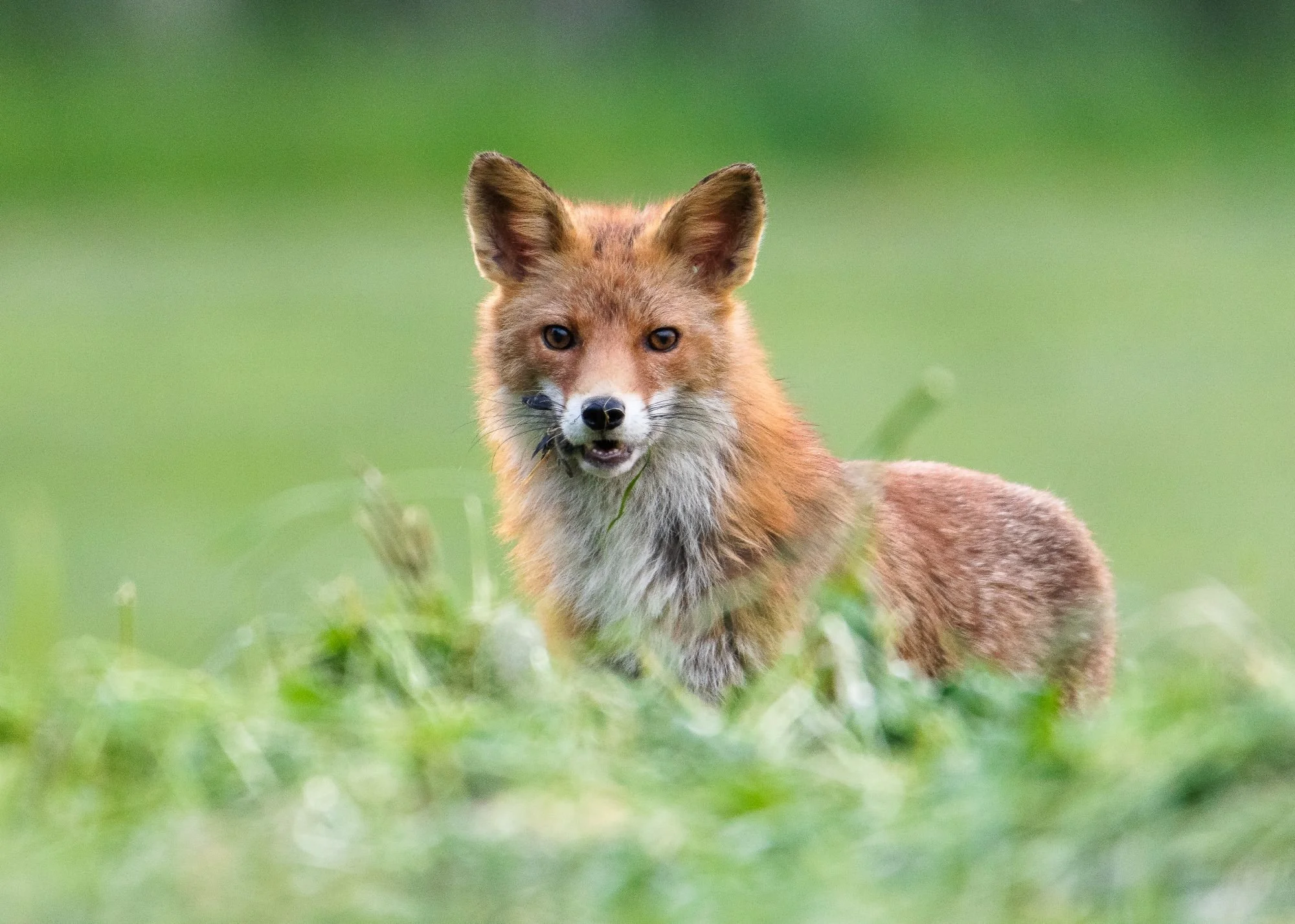 Rödräv-djurfoto-naturfoto-skåne-Sverige-6.jpg
