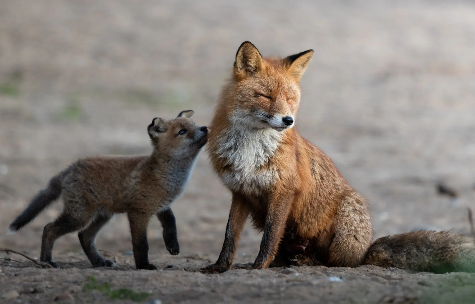 A fox and a fox kit on a sandy ground, the kit nuzzling the adult fox's cheek with closed eyes.