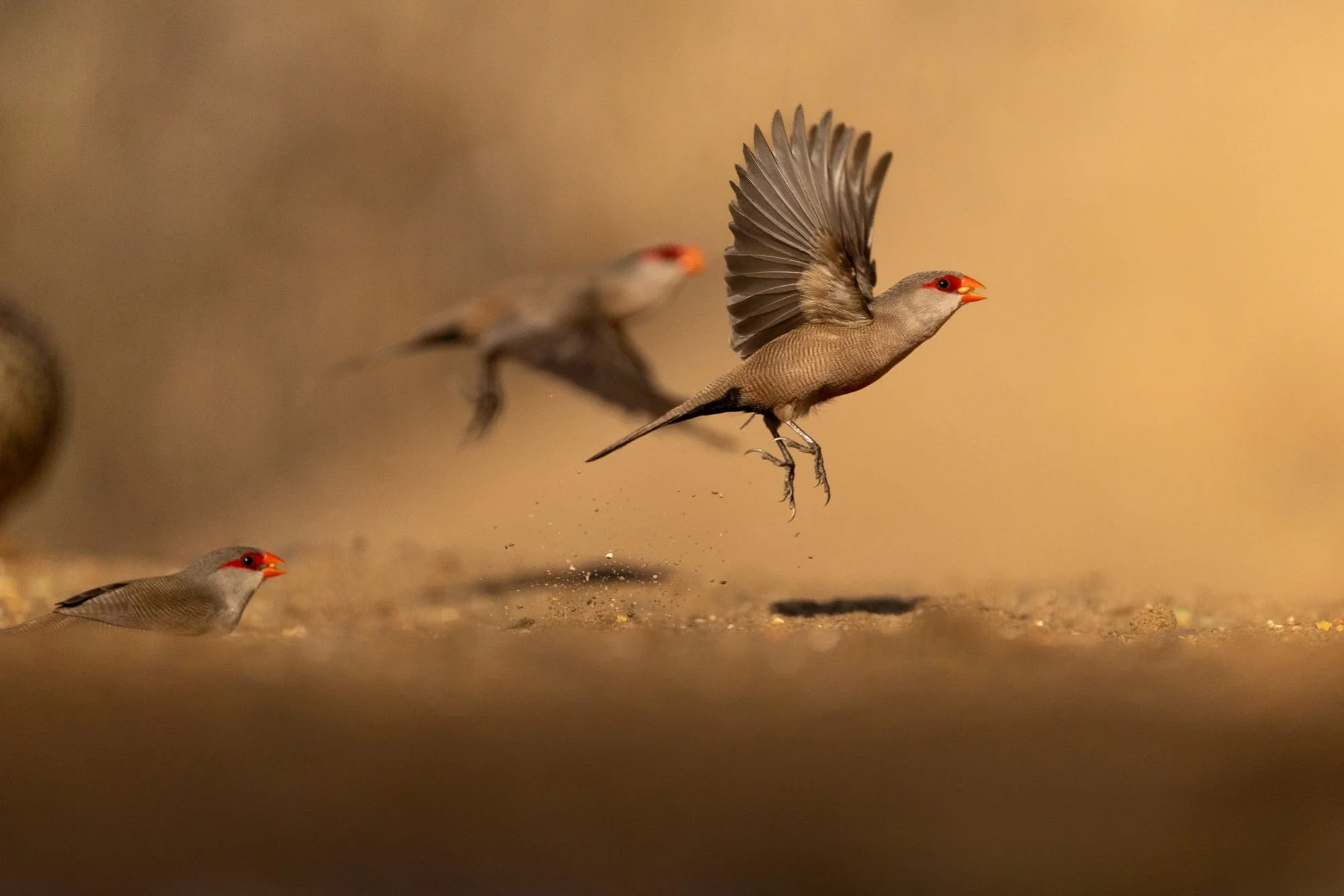 commonwaxbill-sydafirka-zimanga-zimangaprivategamereserve-naturfoto-fågelfoto.jpg