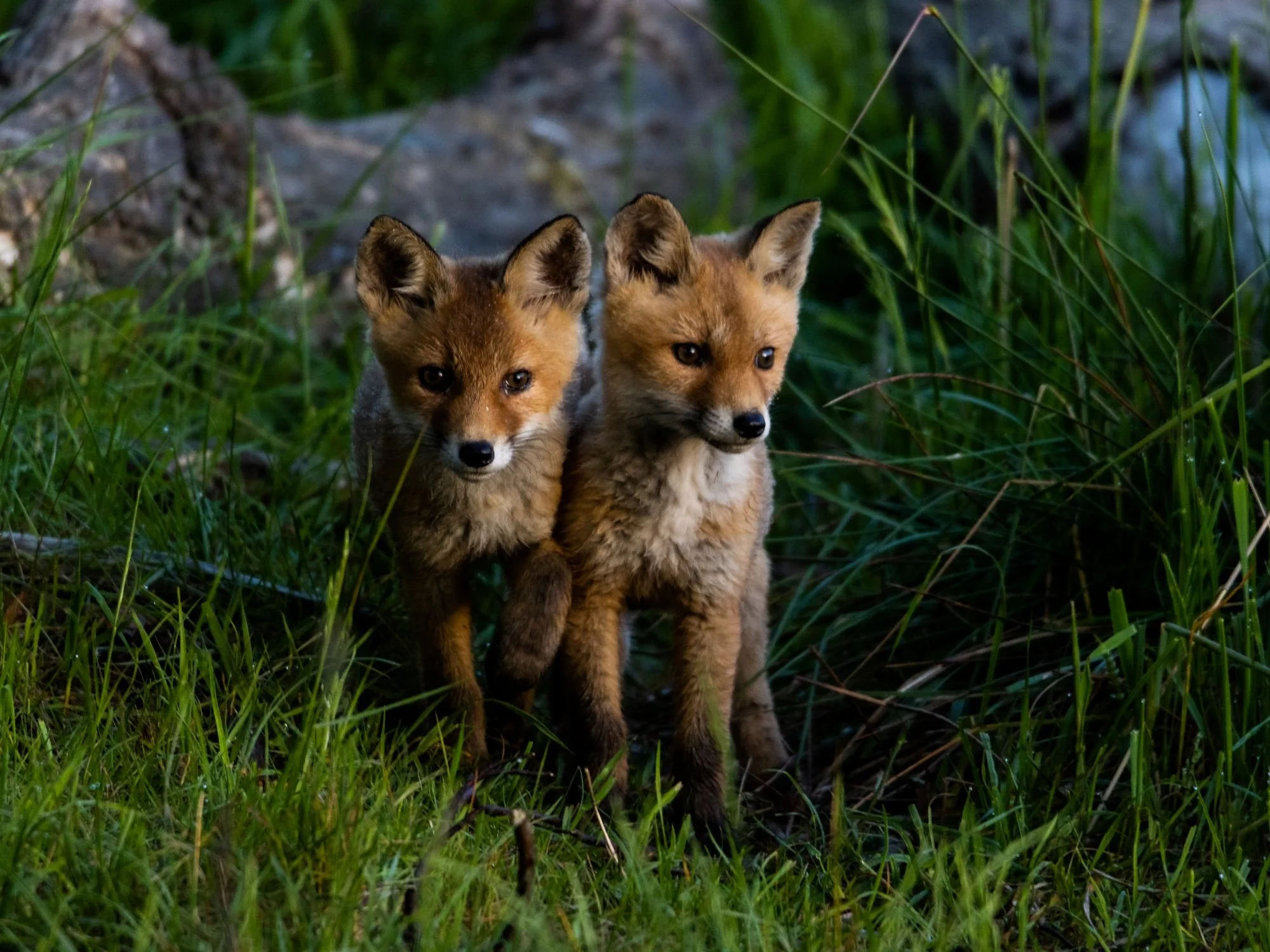 Two red fox kits standing close together in a grassy area with rocks and green plants in the background.