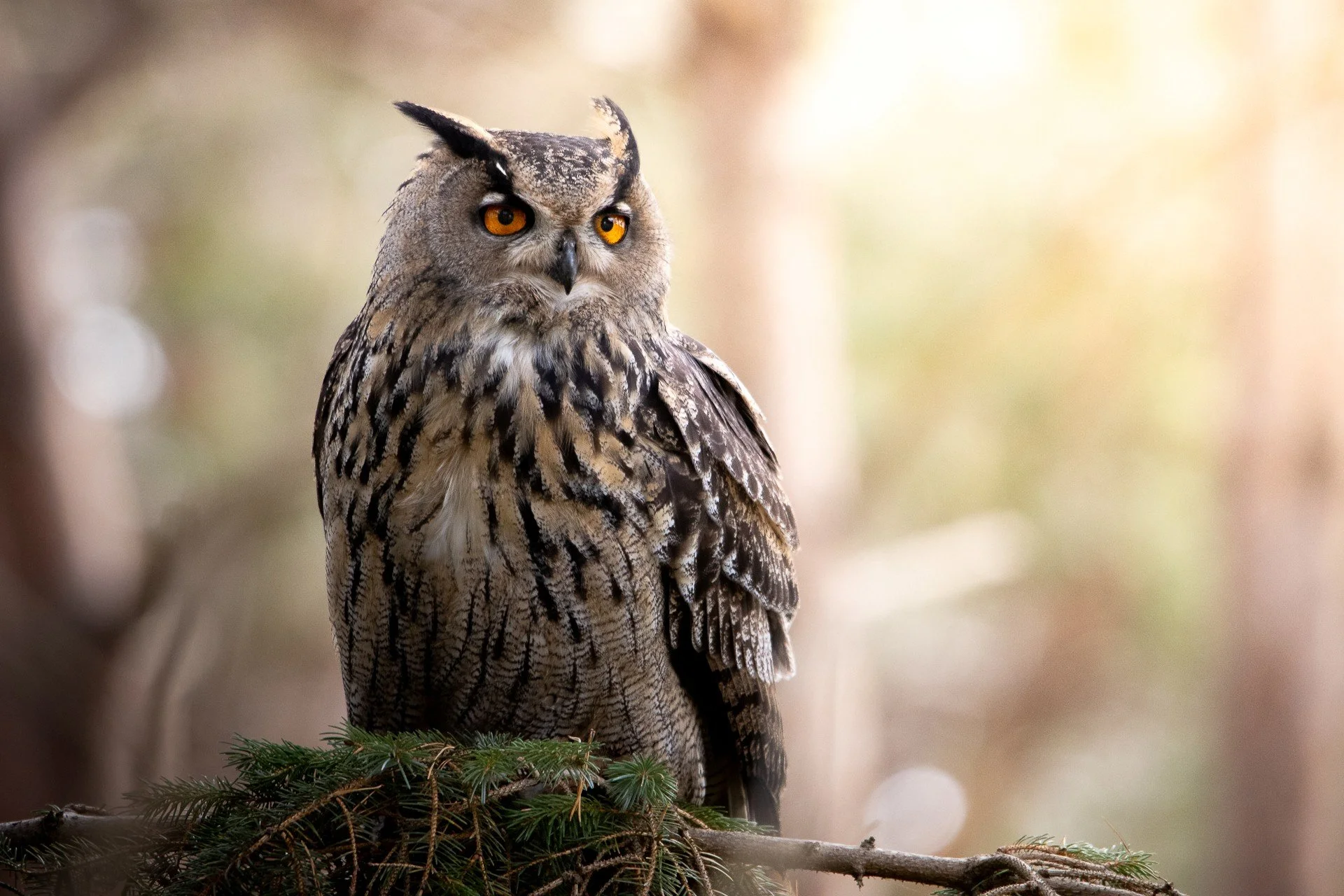A close-up of a great horned owl perched on a tree branch with a blurred natural background.