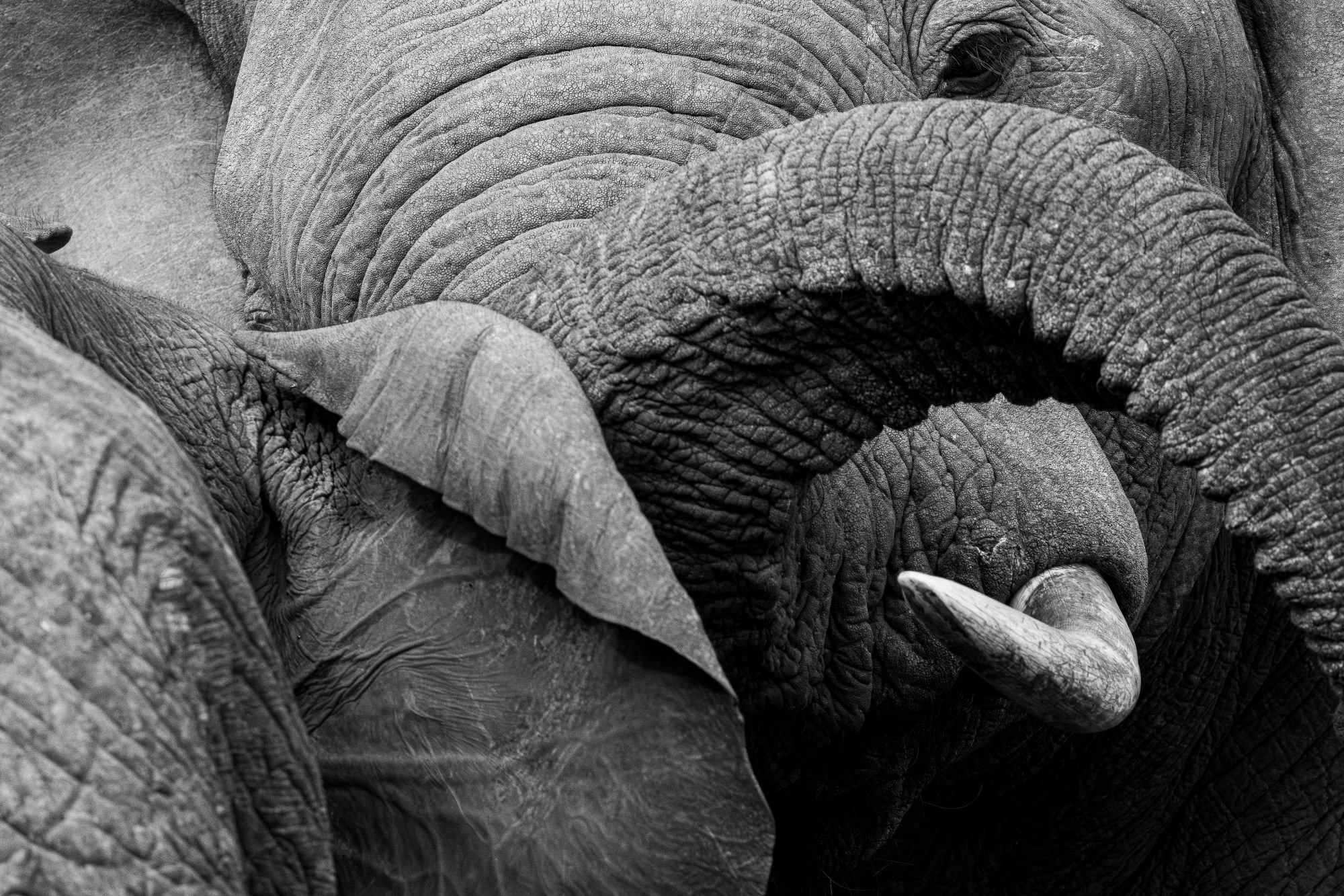 savannelefant-elefant-sydafirka-zimanga-zimangaprivategamereserve-naturfoto-djurfoto.jpg