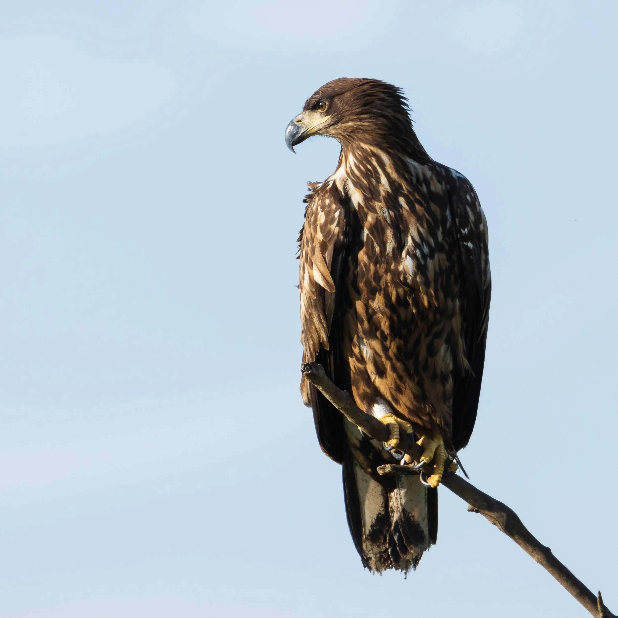 havsörn-skane-sverige-fågelfoto-naturfoto.jpg