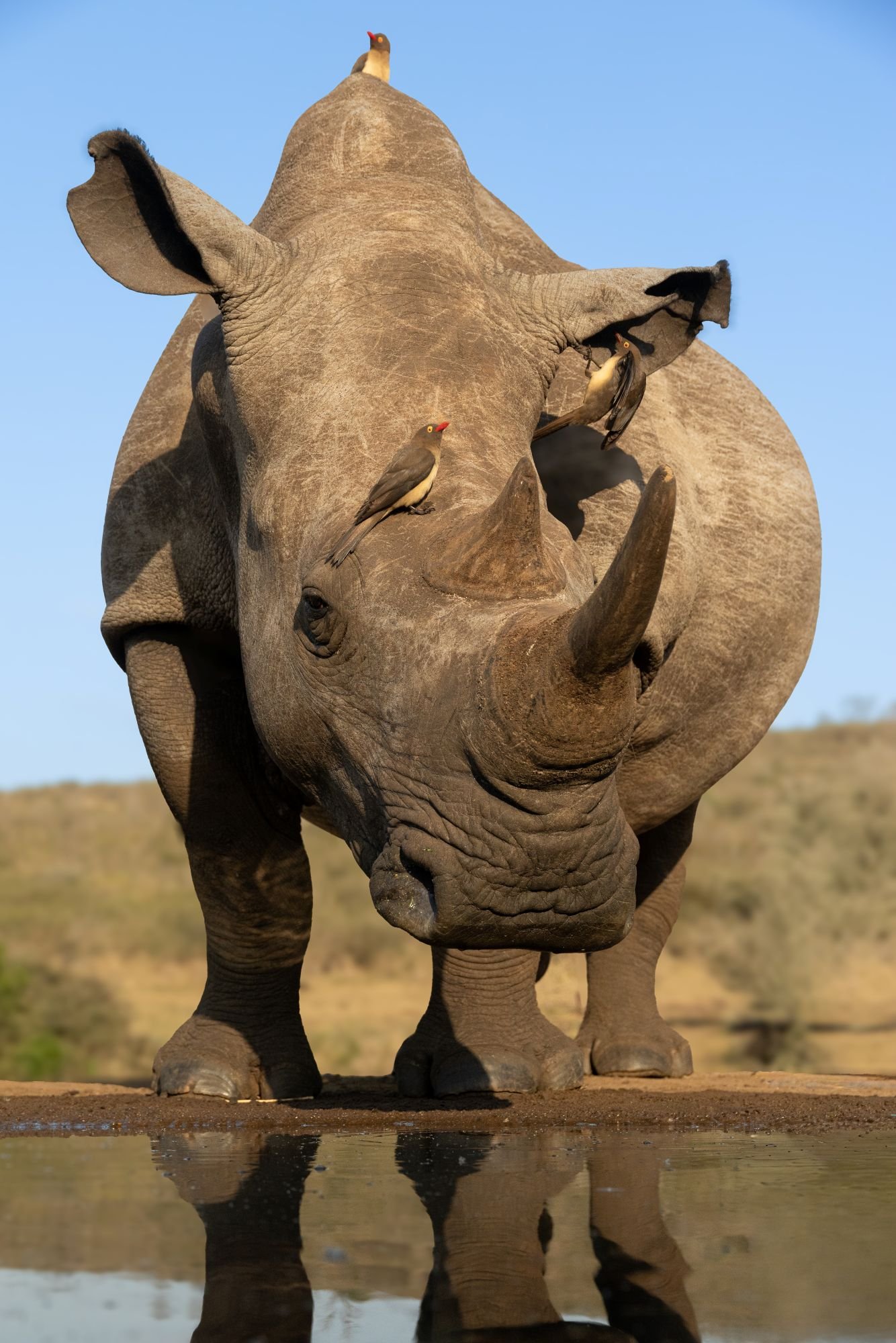 trubbnoshörning-sydafirka-zimanga-zimangaprivategamereserve-naturfoto-djurfoto.jpg