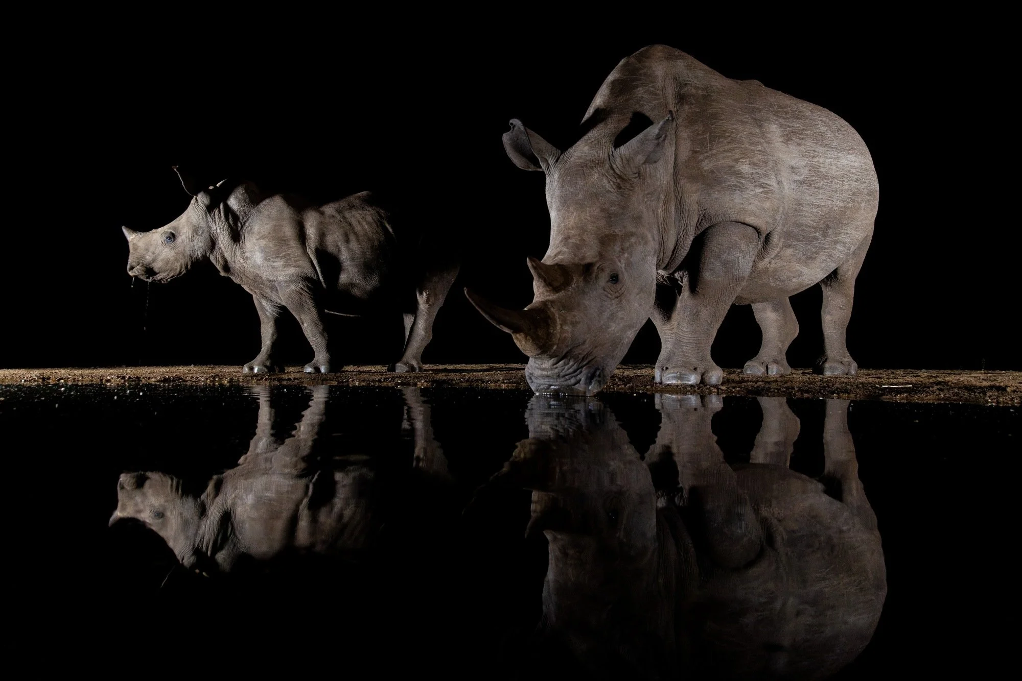 A rhinoceros and a baby rhinoceros drinking water at night, with their reflections visible in the water.