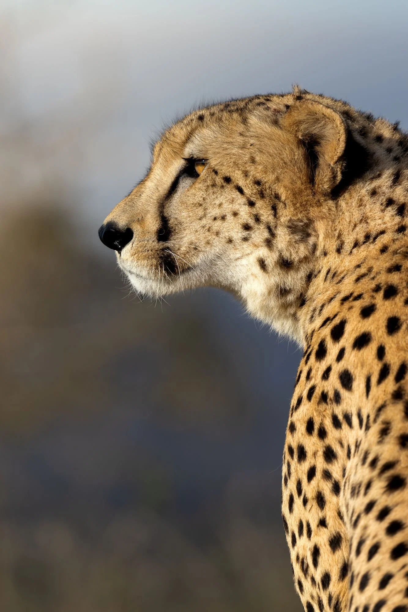 gepard-sydafirka-zimanga-zimangaprivategamereserve-naturfoto-djurfoto-2.jpg