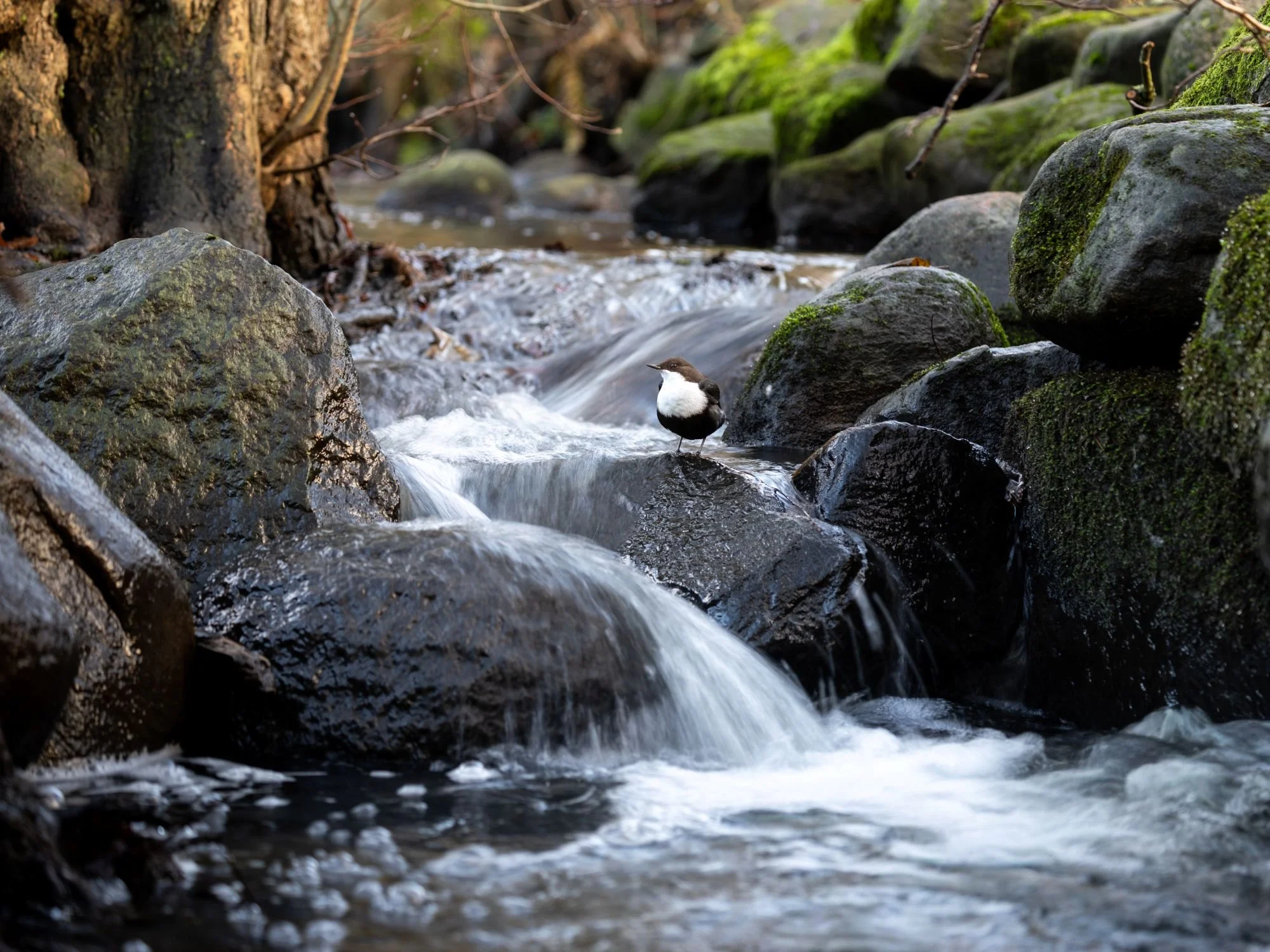 Strömstare-jordbodalen-helsingborg-fågelfoto-naturfoto-skåne-Sverige-1.jpg