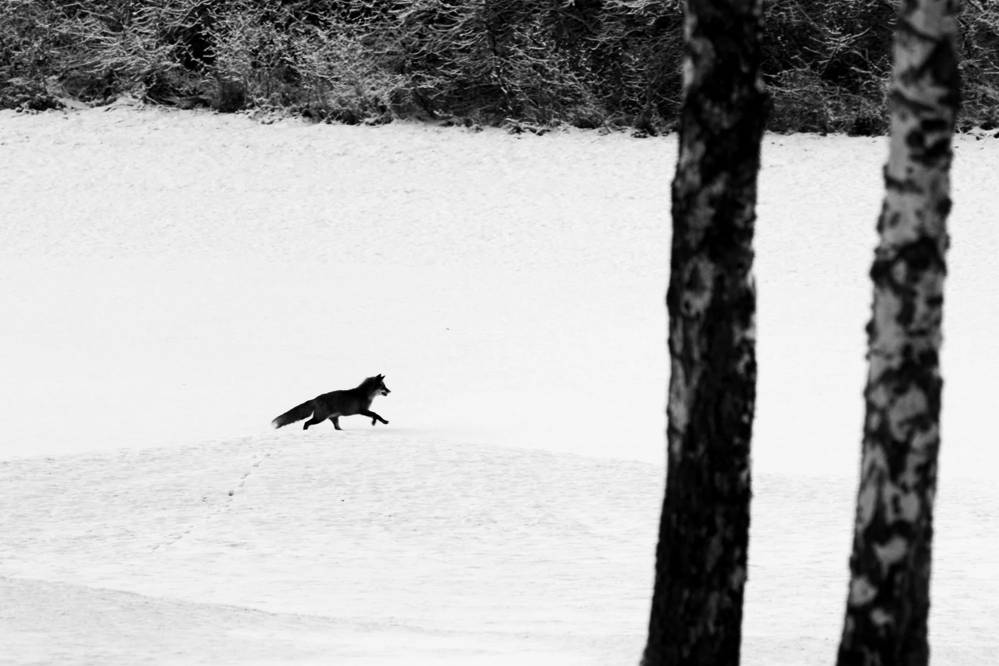 Rödräv-vinter-djurfoto-naturfoto-skåne-Sverige-6.jpg