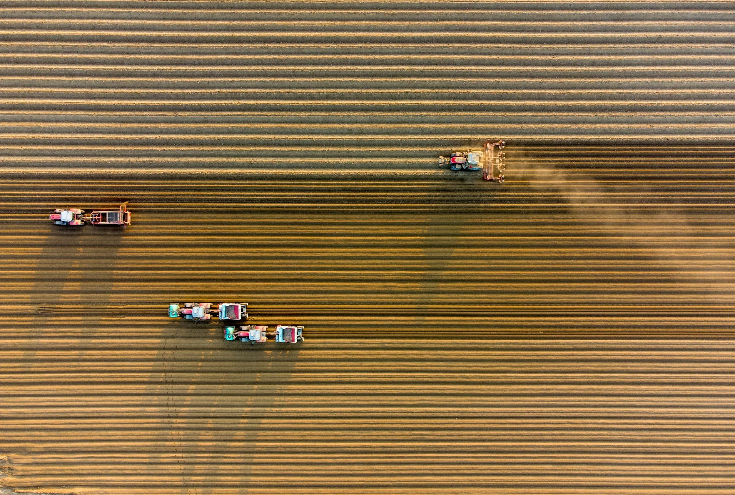 Mehrere Traktoren arbeiten in einem großen, gelben Maisfeld und hinterlassen Reihen von gezogenen Linien.