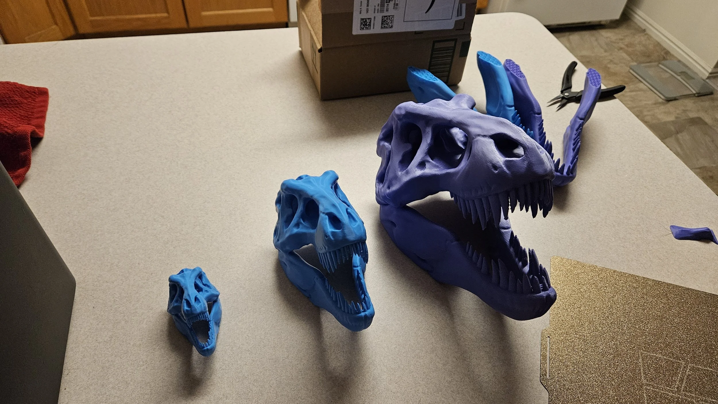 3 Trex Skulls of Different Sizes.jpg
