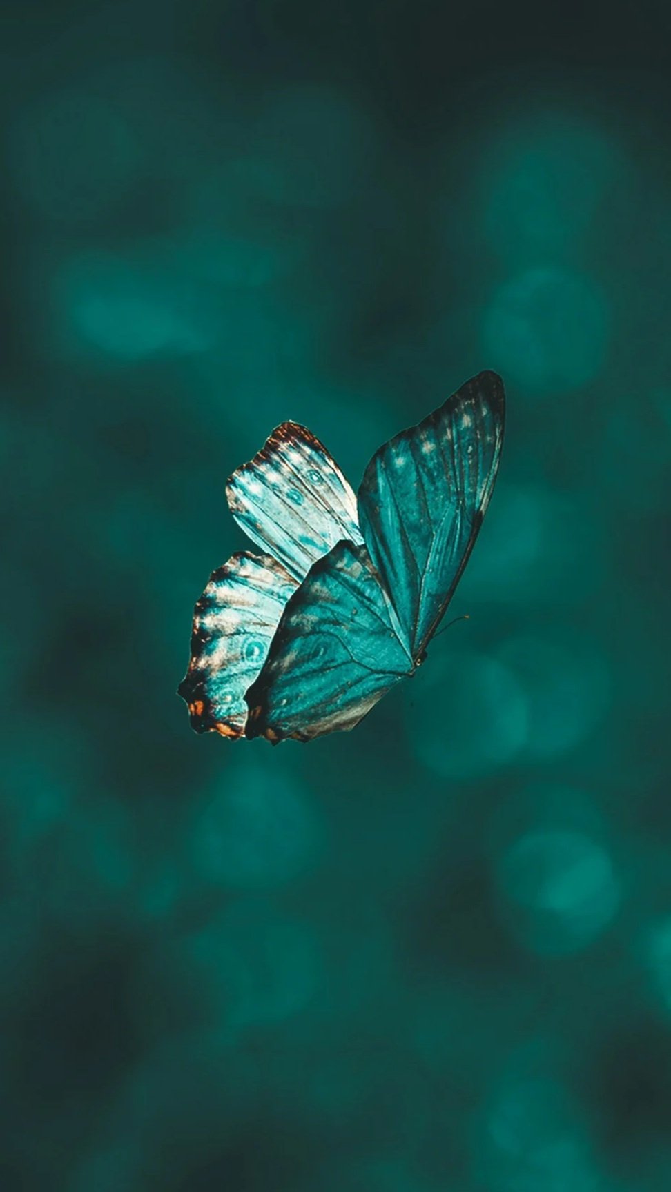 A close-up of a blue butterfly with black markings on its wings, set against a blurred teal background.