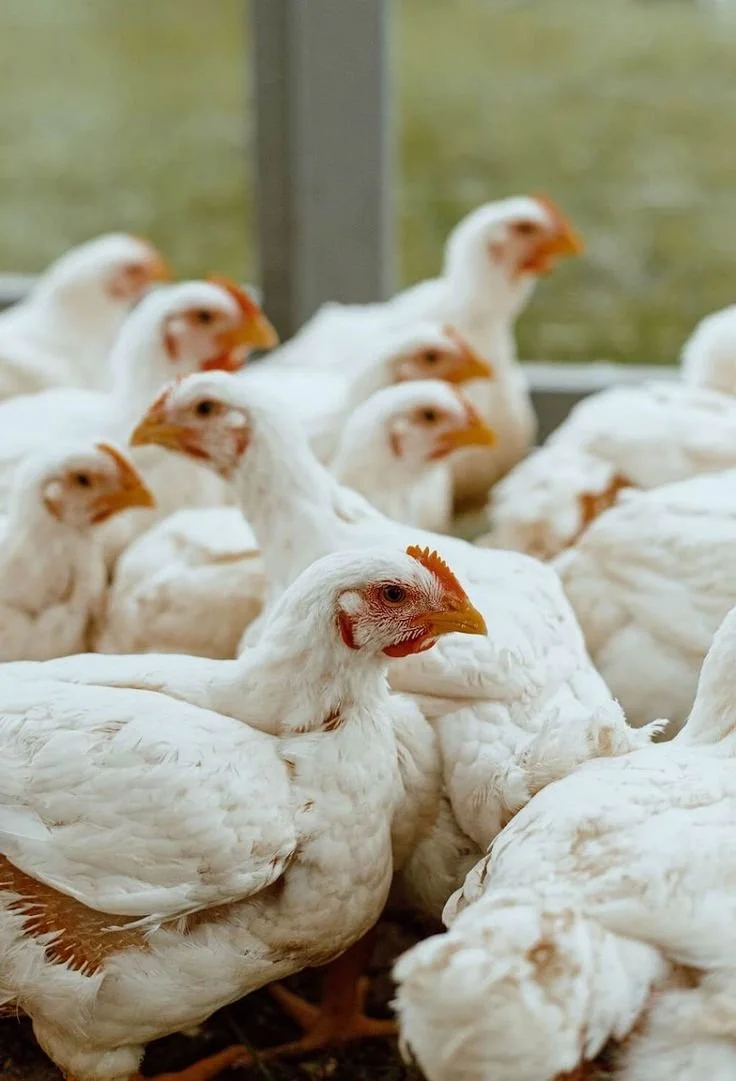 WhatsApp Image 2026-03-1.jpeg