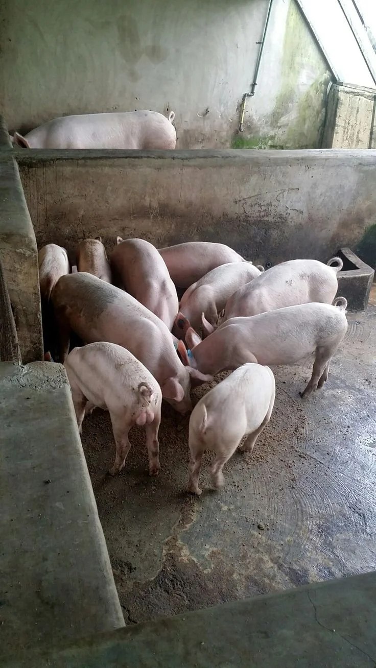 Livestock and Poultry