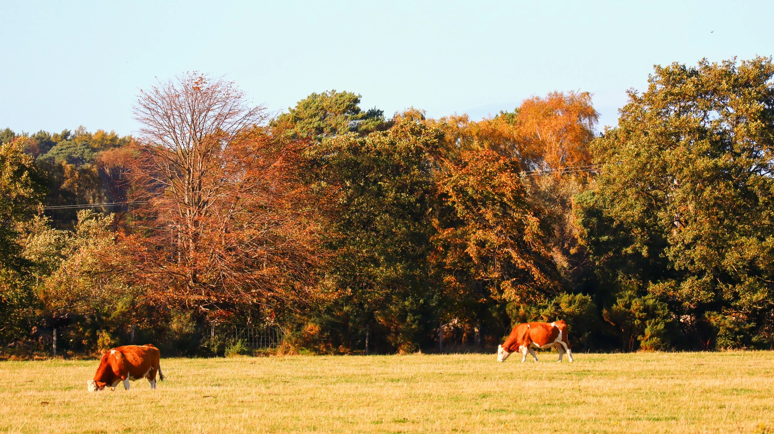 Lower Bruntlands-5.jpg