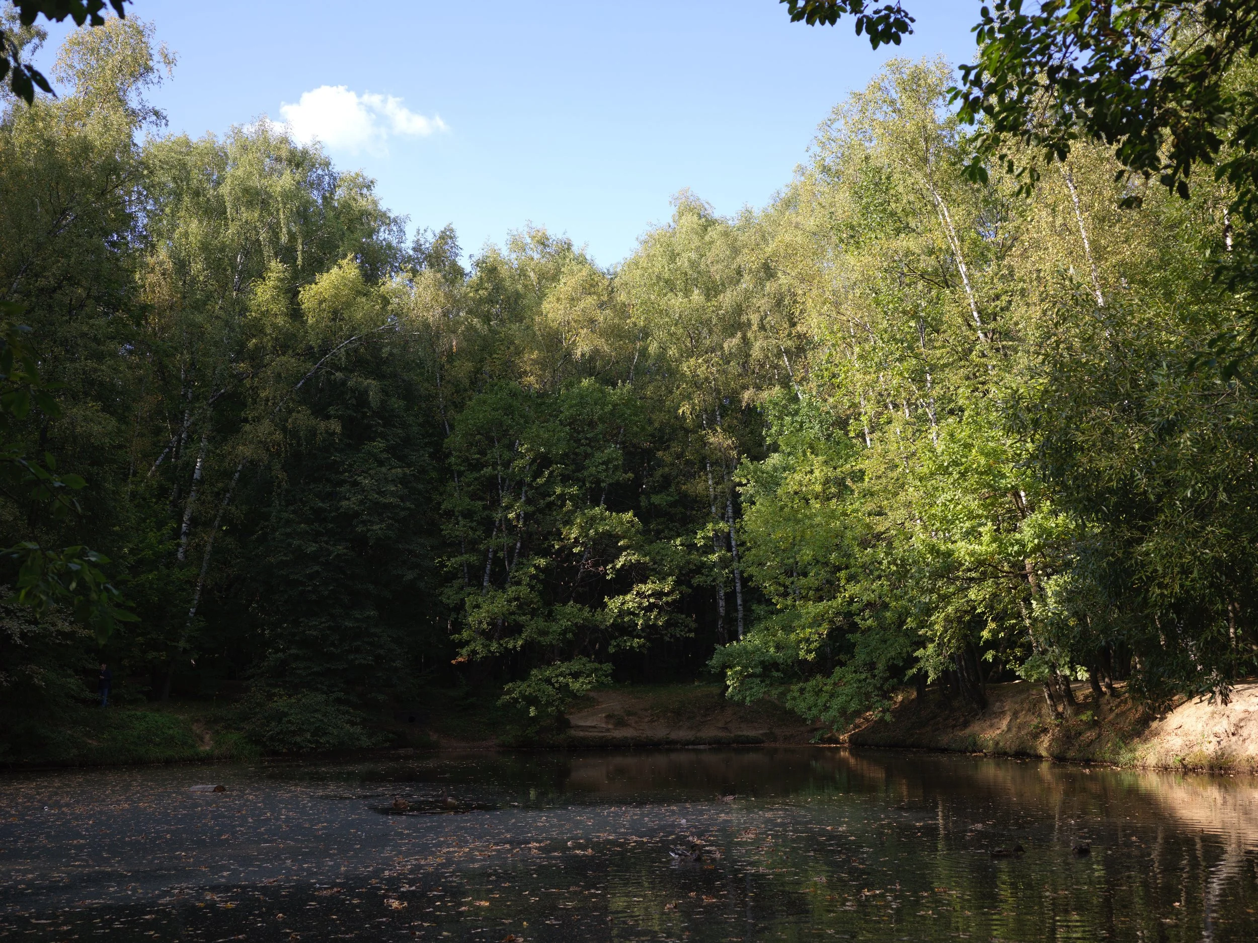 A peaceful pond surrounded by lush green trees on a bright sunny day.
