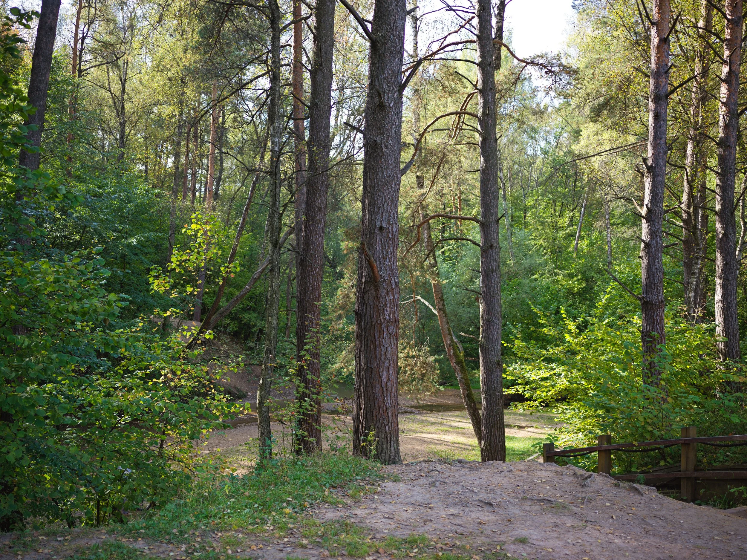 A forest scene with tall trees, green foliage, a dirt path, and a small wooden fence on the right. Photo by Alexander Sokolyuk. Moscow, Russia