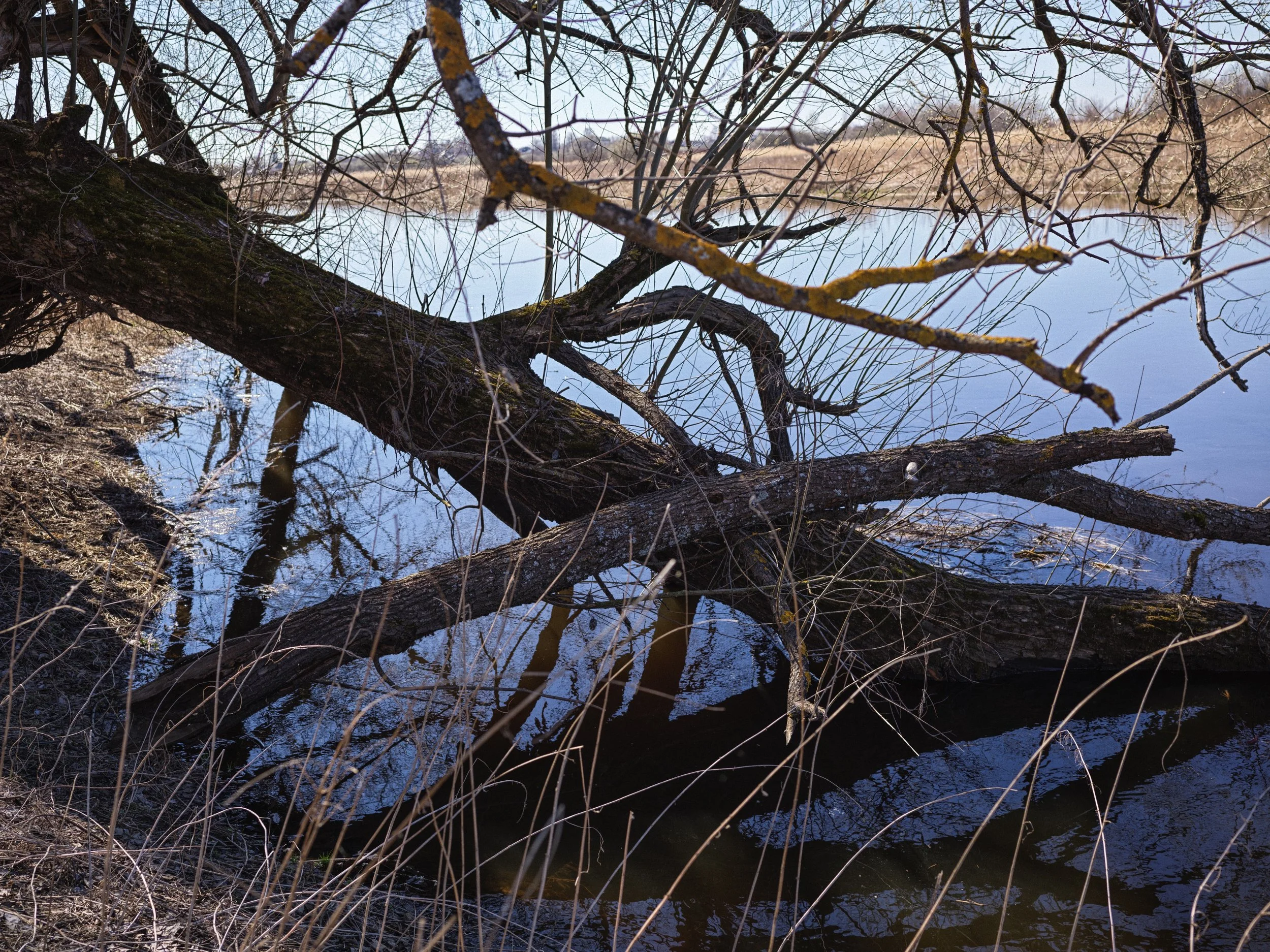 Fallen tree leaning over the edge of a river with bare branches and dry grass along the shoreline.