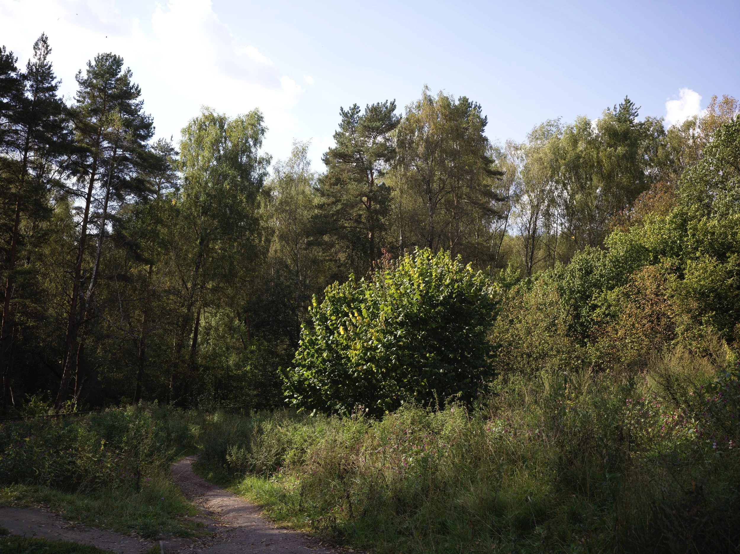 A wooded trail in a lush forest with tall trees and dense foliage under a partly cloudy sky. Photo by Alexander Sokolyuk. Moscow, Russia