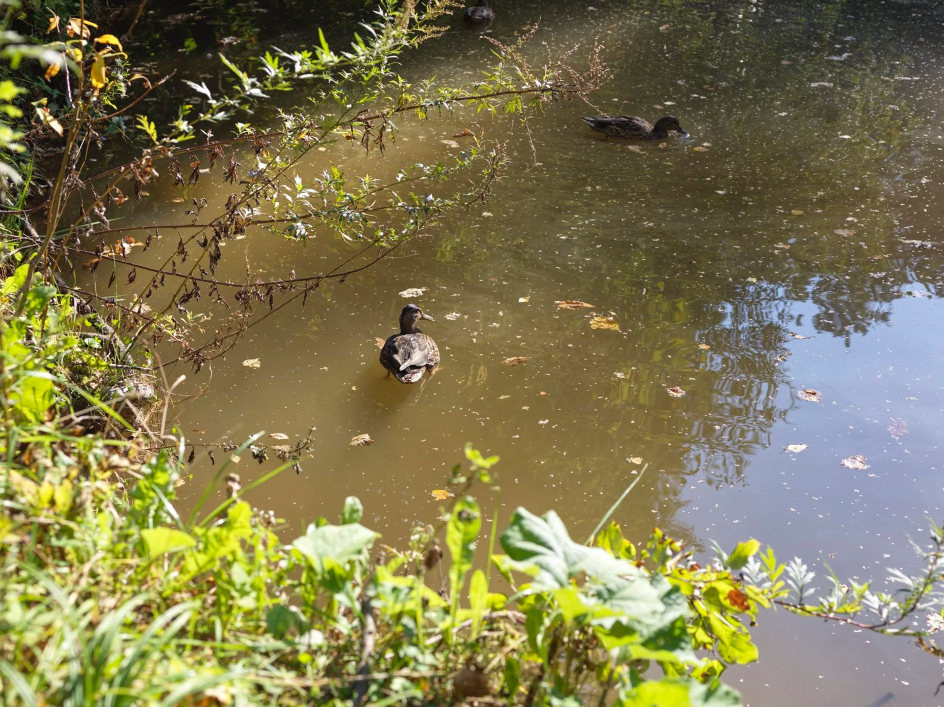 Two ducks swimming in a pond surrounded by plants and trees.
