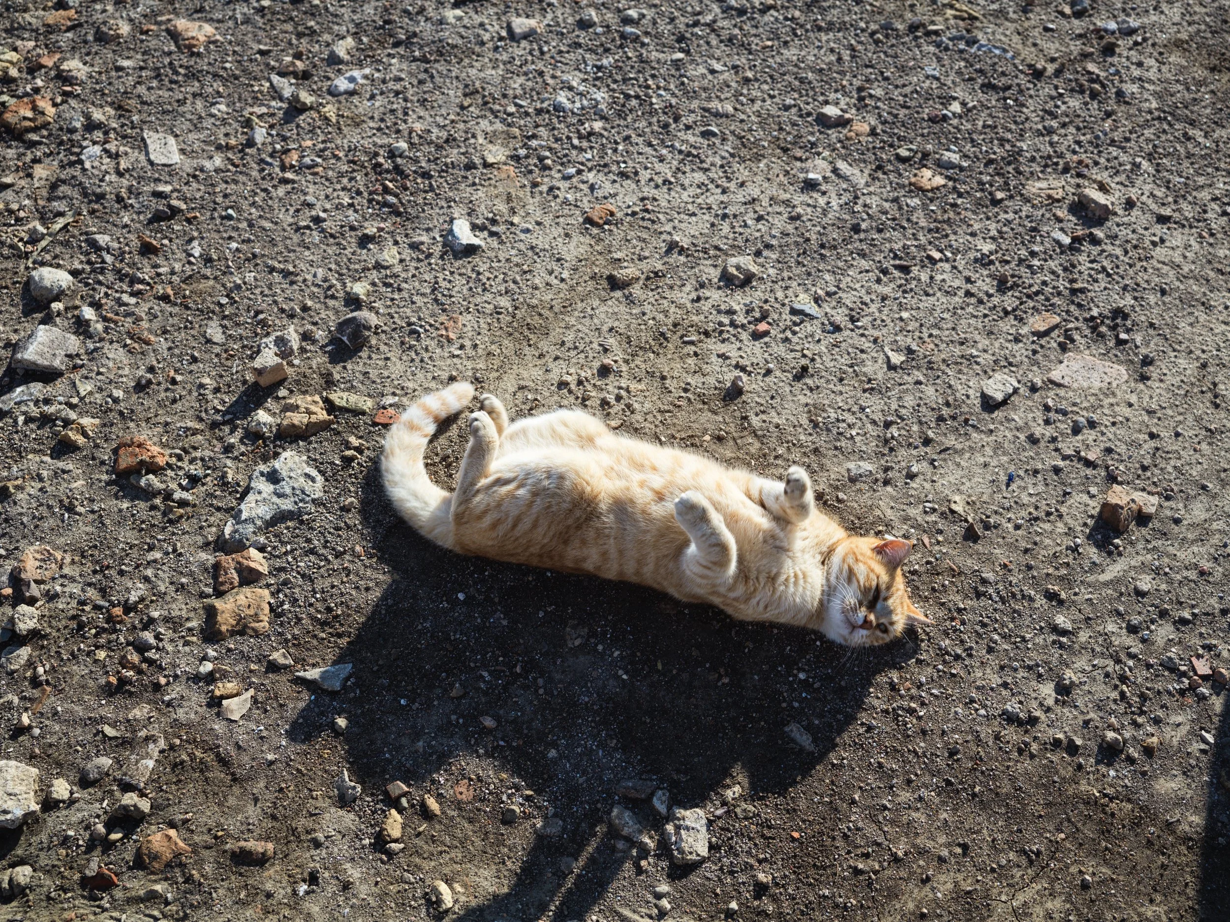 “Owner's friend”