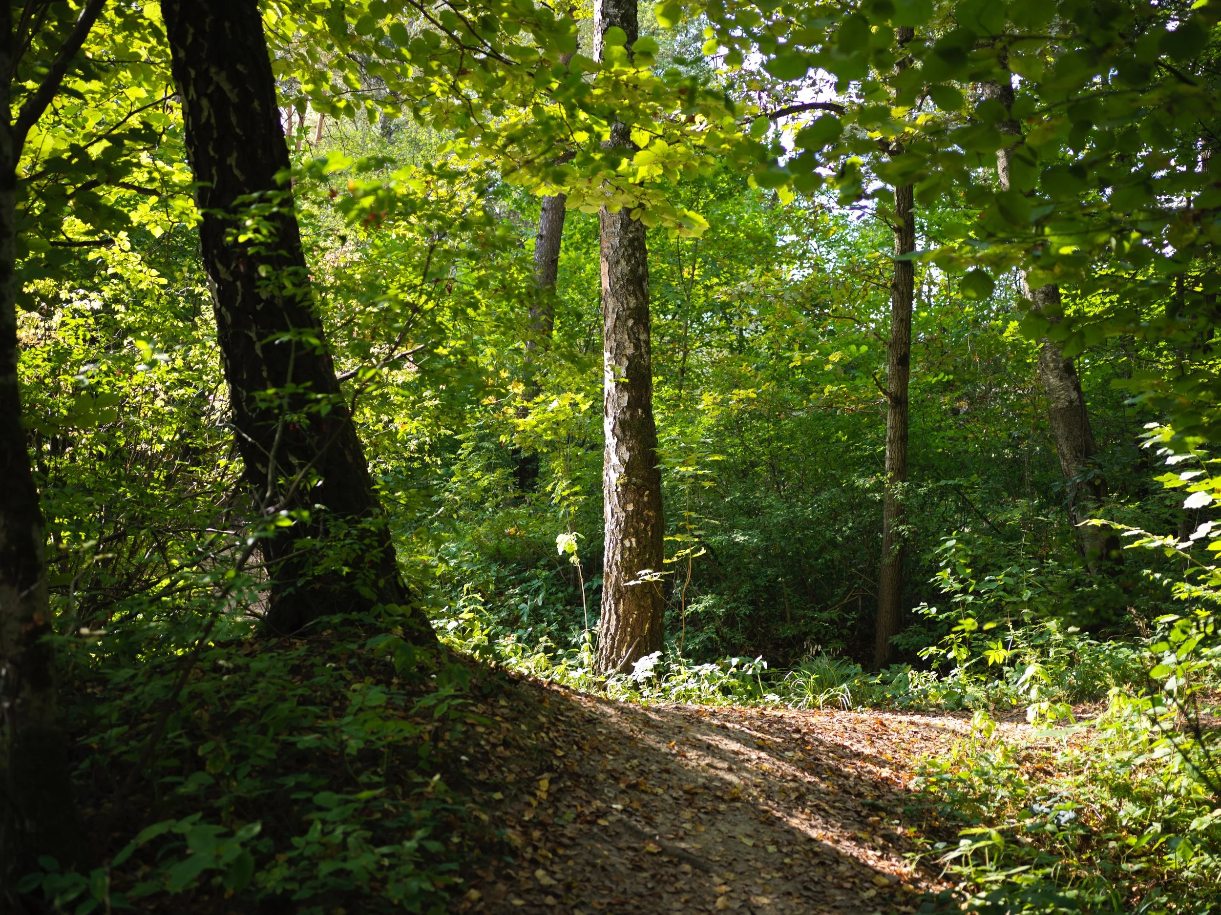 Sunlit forest with trees, green leaves, and a dirt path. Photo by Alexander Sokolyuk. Moscow, Russia