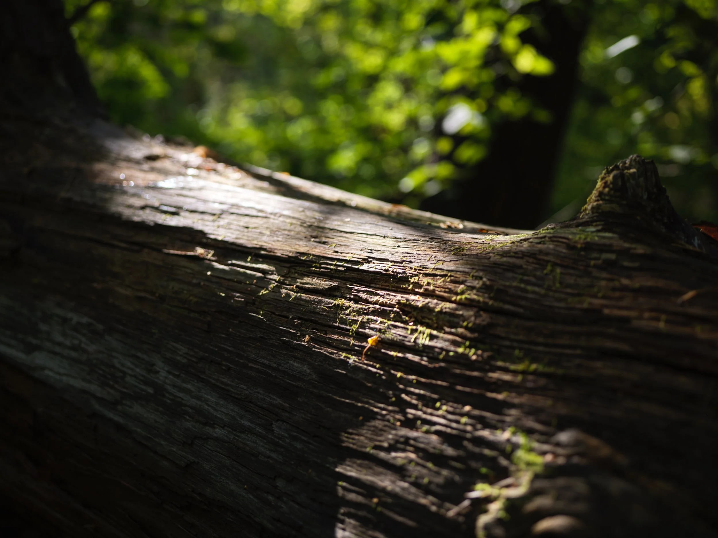 Close-up of a fallen tree trunk on a forest floor with green foliage in the background. Photo by Alexander Sokolyuk. Moscow, Russia