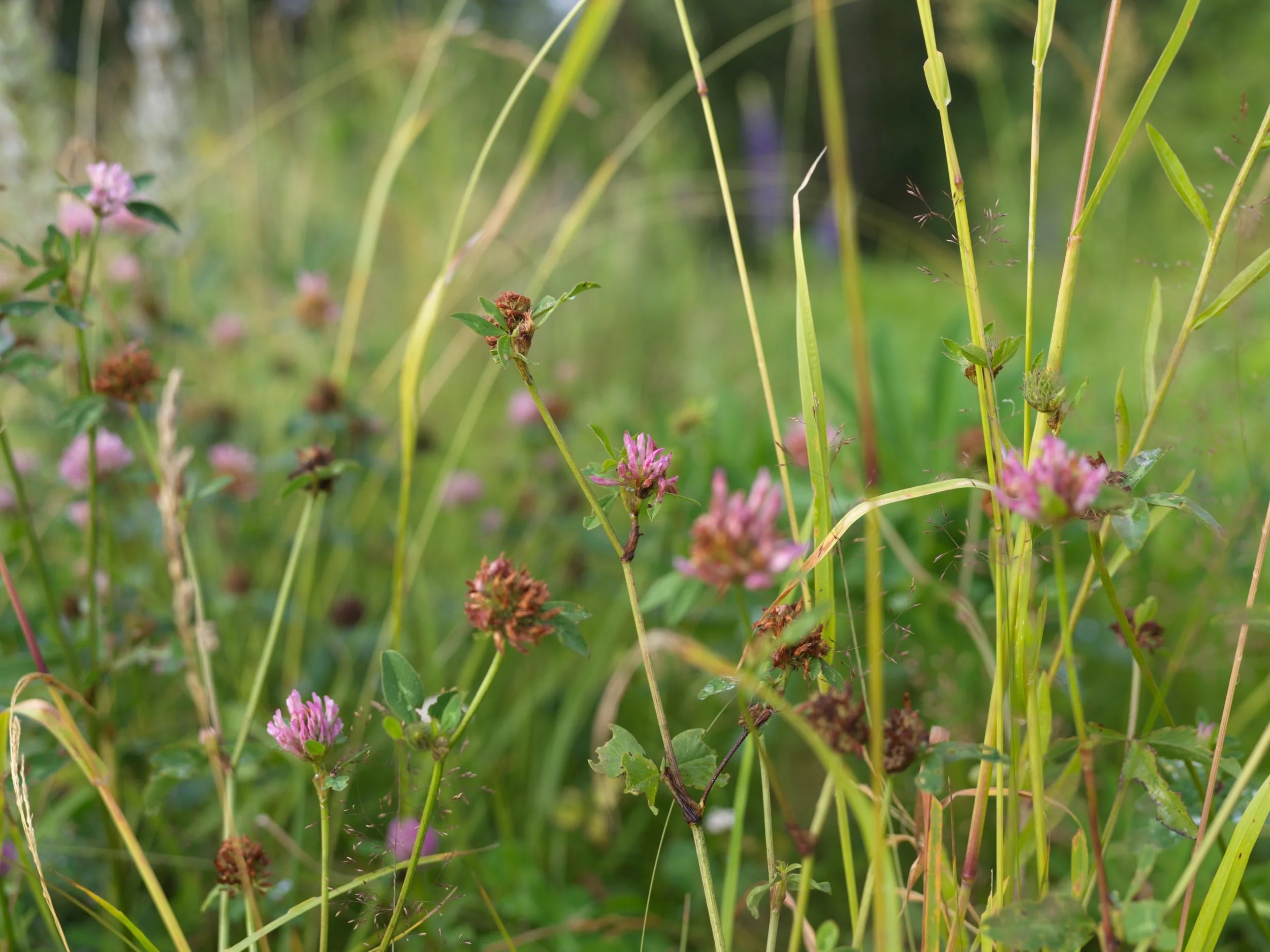 Close-up of wildflowers and tall grass in a field with pink and brown flowers.