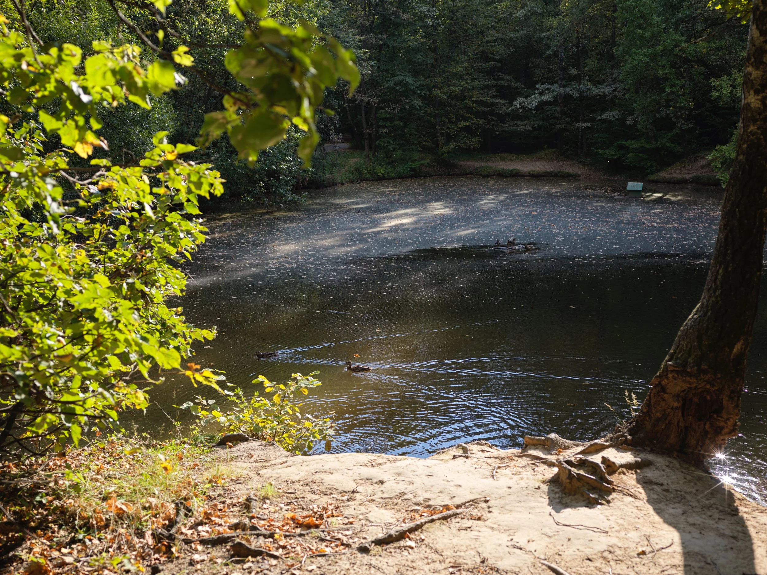 A small pond surrounded by trees with a few ducks swimming, fallen leaves on the water, and sunlight filtering through the foliage. Photo by Alexander Sokolyuk. Moscow, Russia