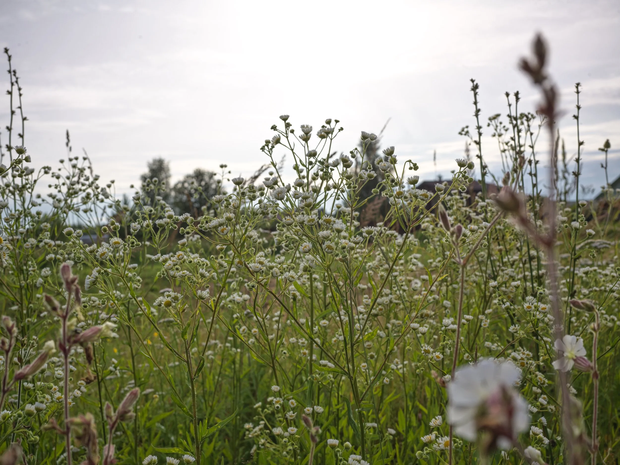A field of wildflowers with small white daisies and taller plants, set against a cloudy sky and distant trees.