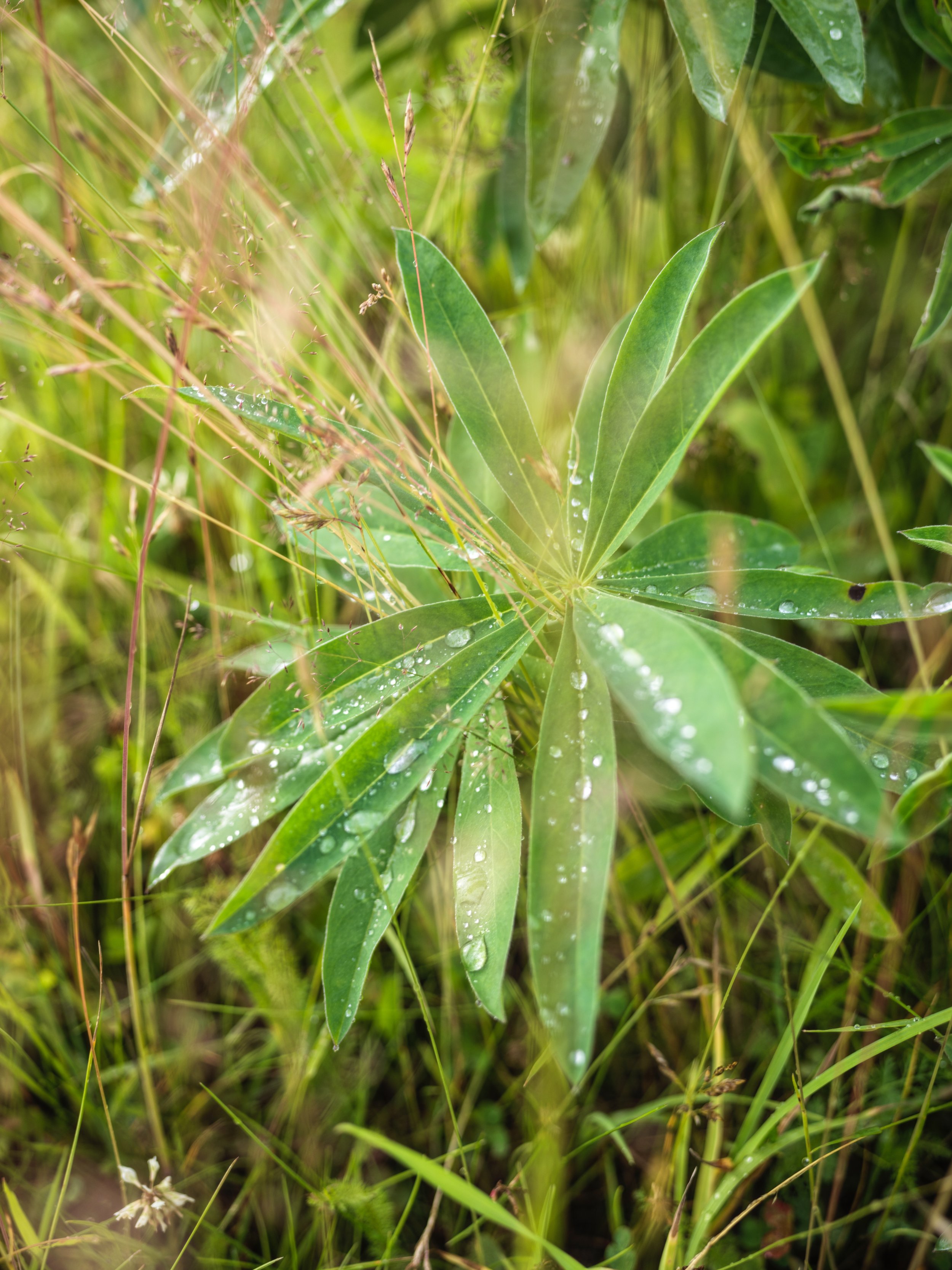 Green leafy plant with water droplets on its leaves in a natural setting.