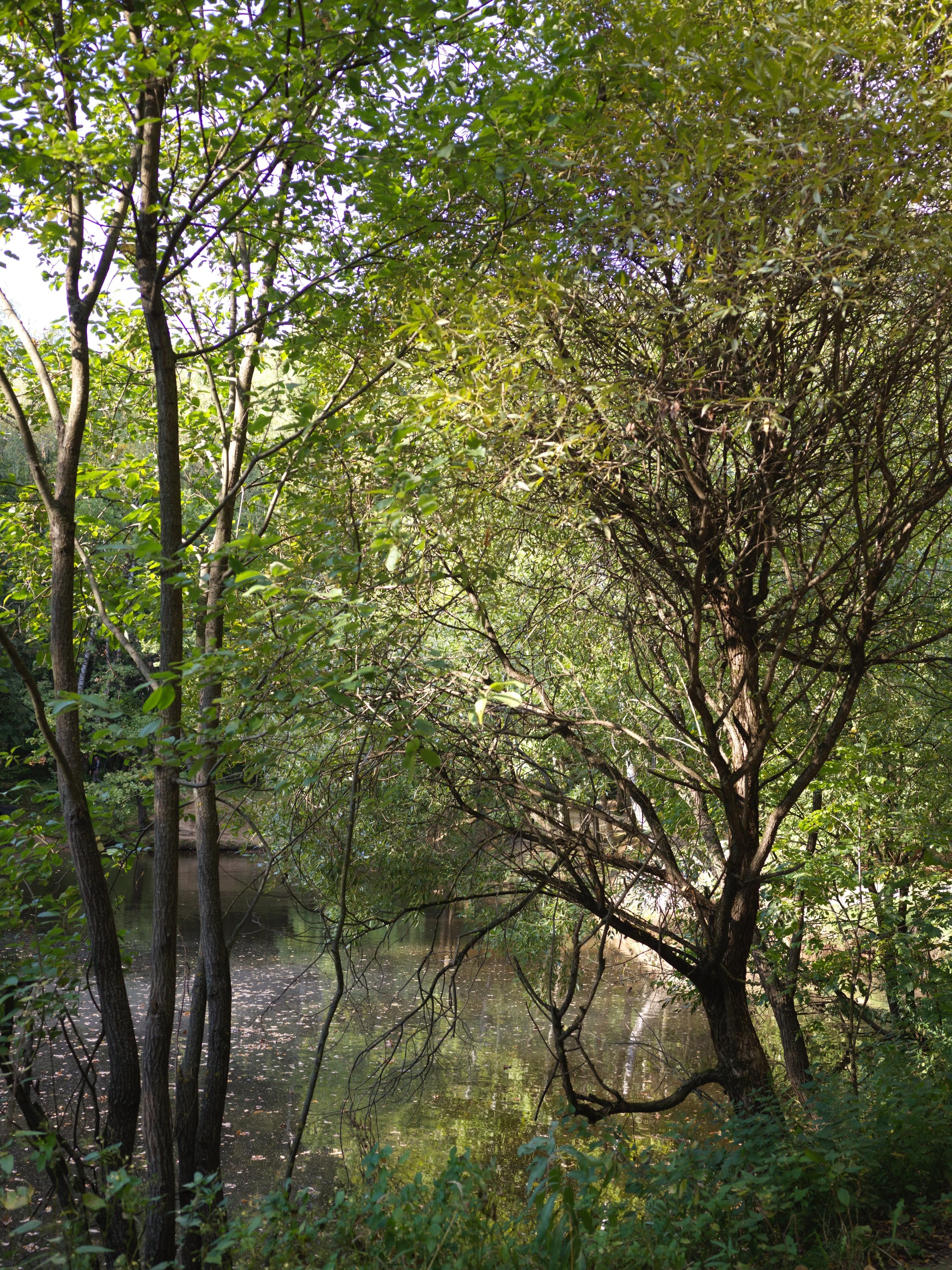 A lush green riverscape with trees and dense vegetation along the water's edge. Photo by Alexander Sokolyuk. Moscow, Russia
