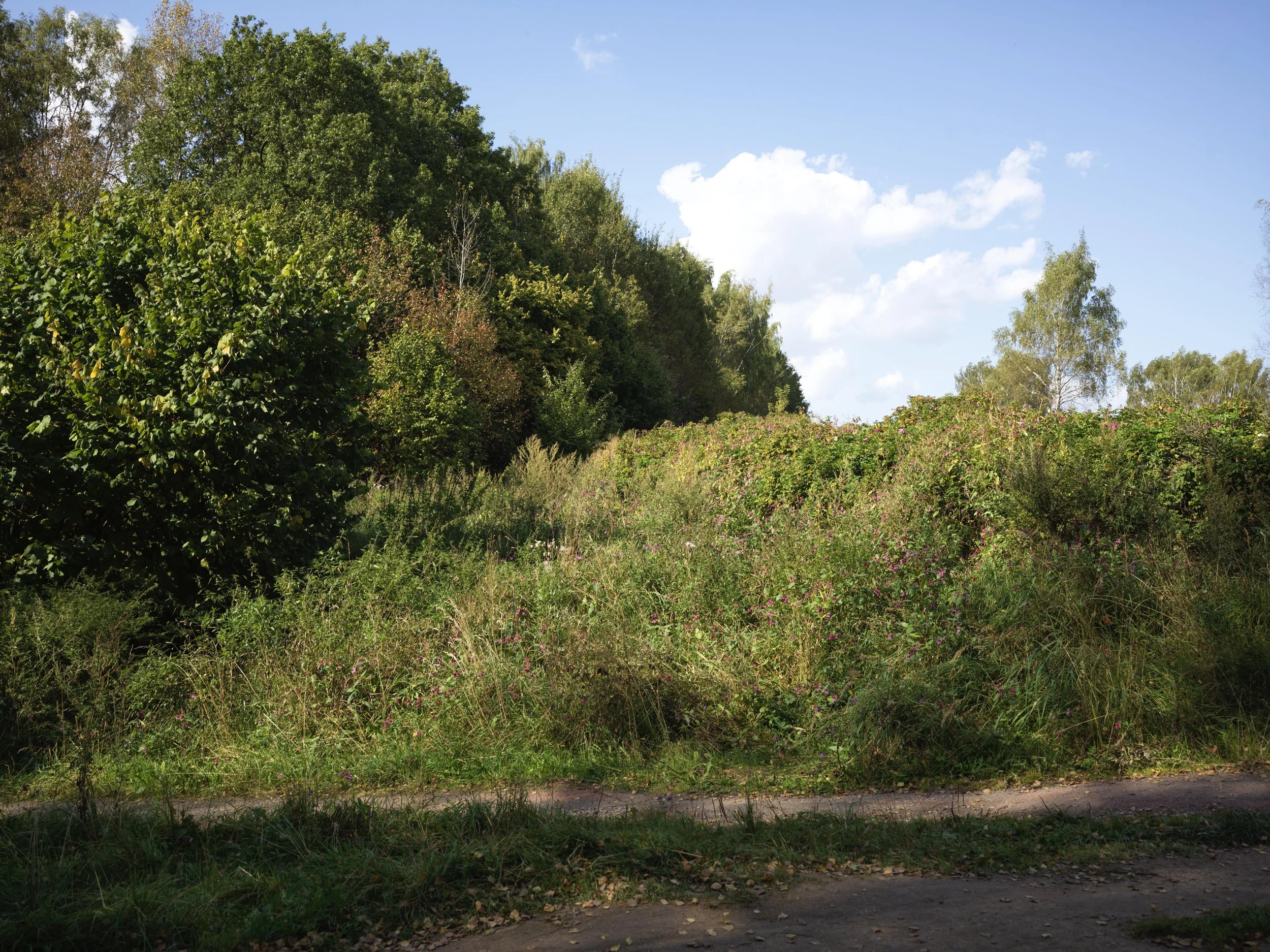 A lush hillside covered in green trees and bushes, with a dirt path in the foreground and a blue sky with scattered clouds above. Photo by Alexander Sokolyuk. Moscow, Russia