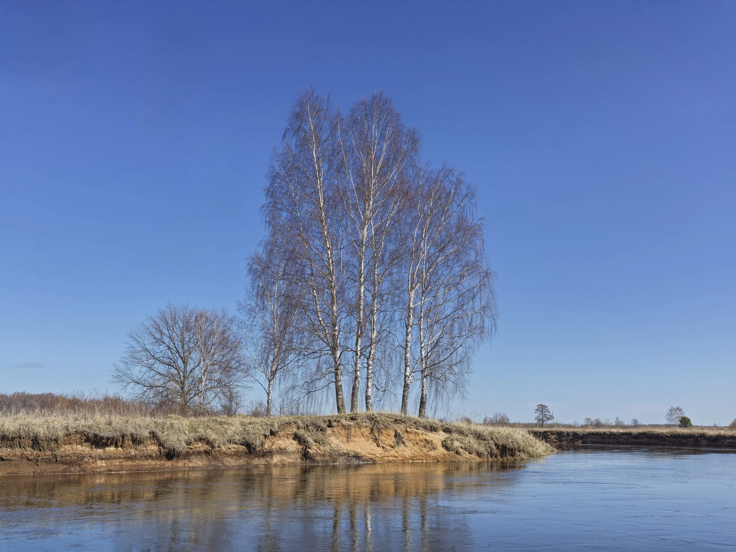 A landscape with a group of tall, leafless trees on a small grassy hill beside a calm river under a clear blue sky.
