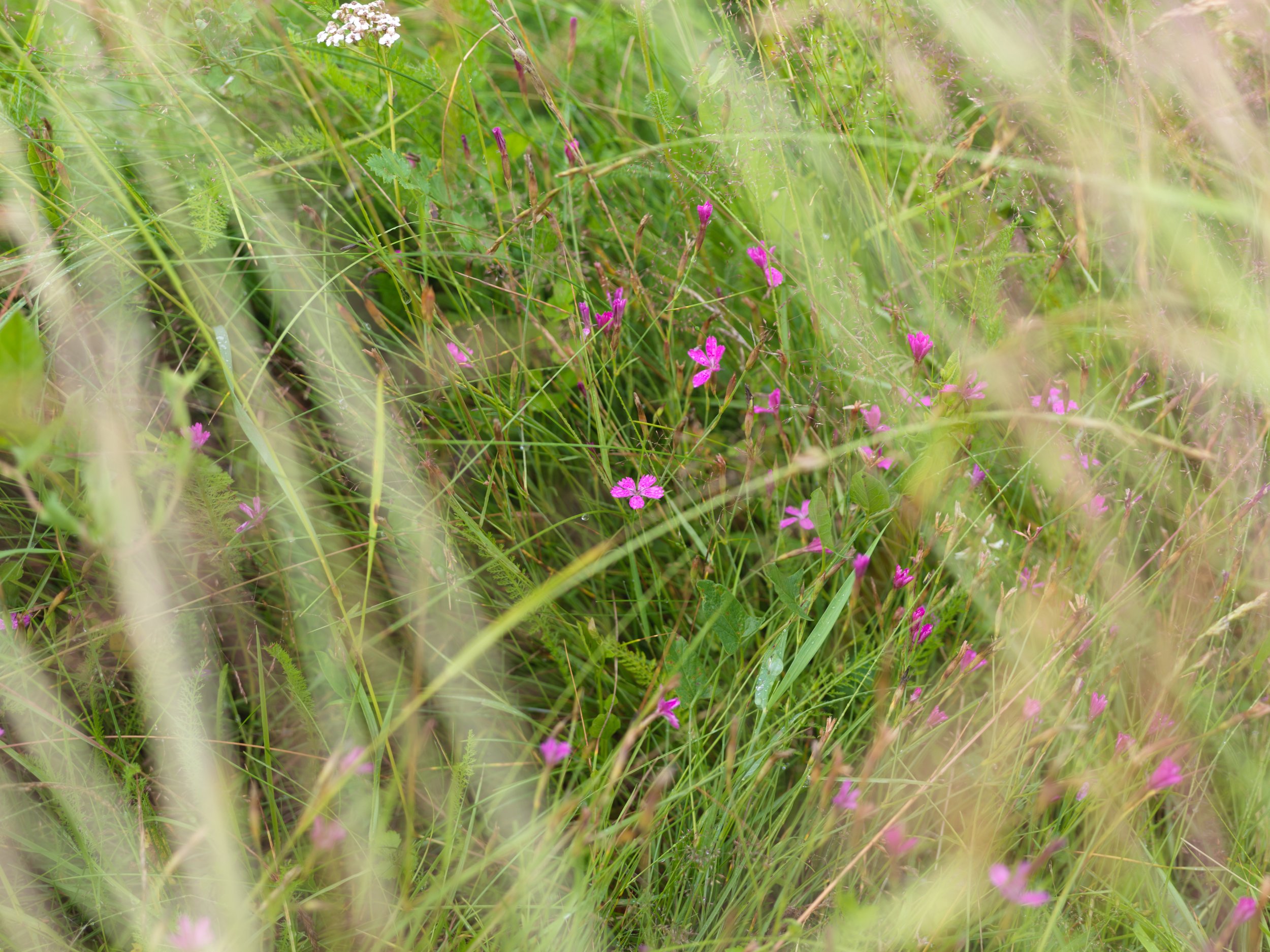 Close-up of pink wildflowers and green grass in a natural setting.