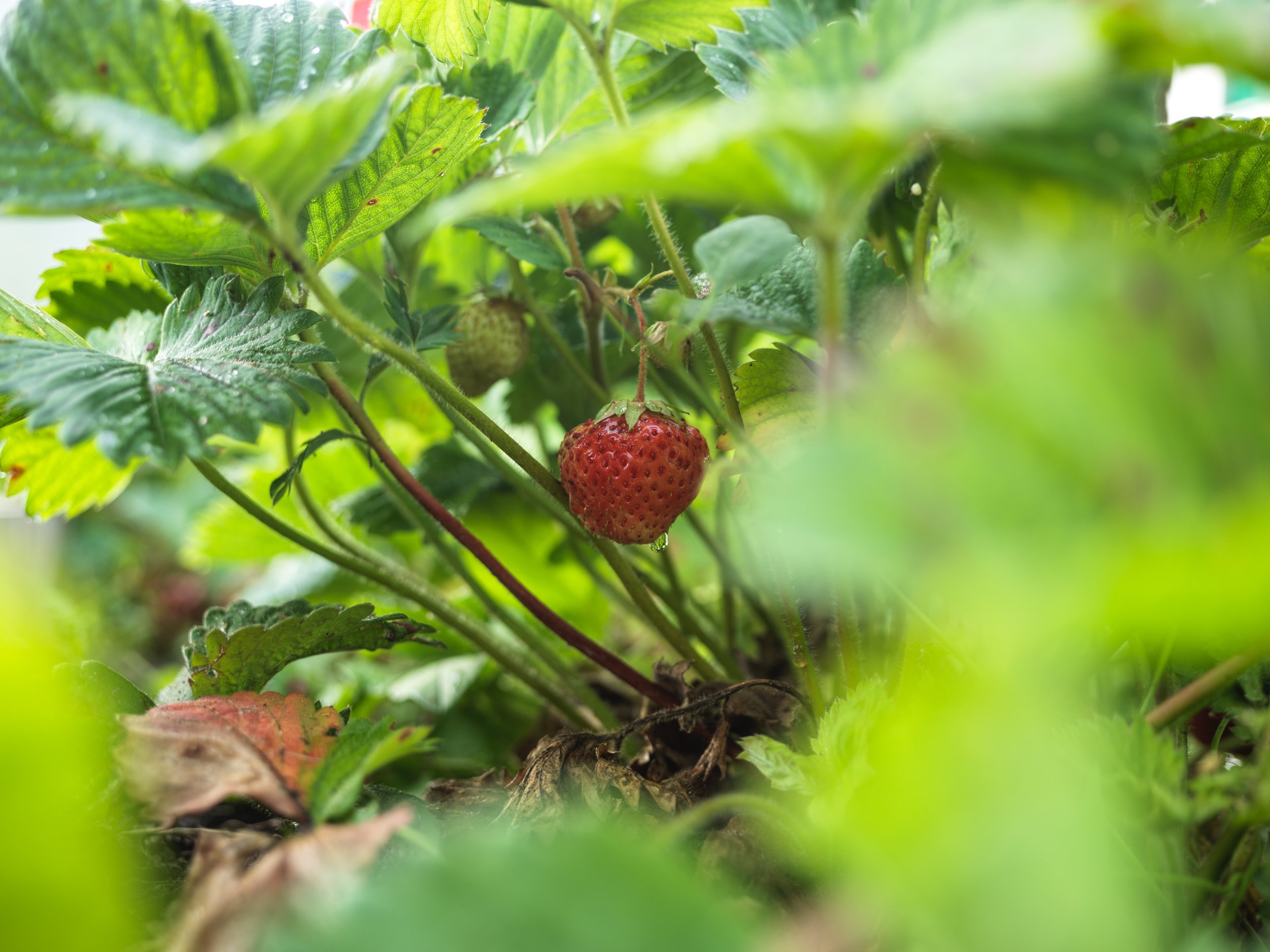 Close-up of a strawberry plant with a ripening red strawberry hanging among green leaves.