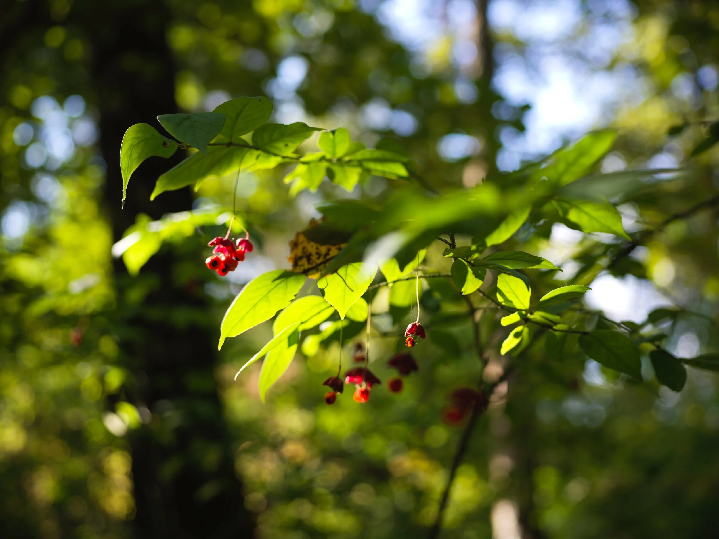 Close-up of green leaves and small red berries hanging from a branch in a sunlit forest. Photo by Alexander Sokolyuk. Moscow, Russia