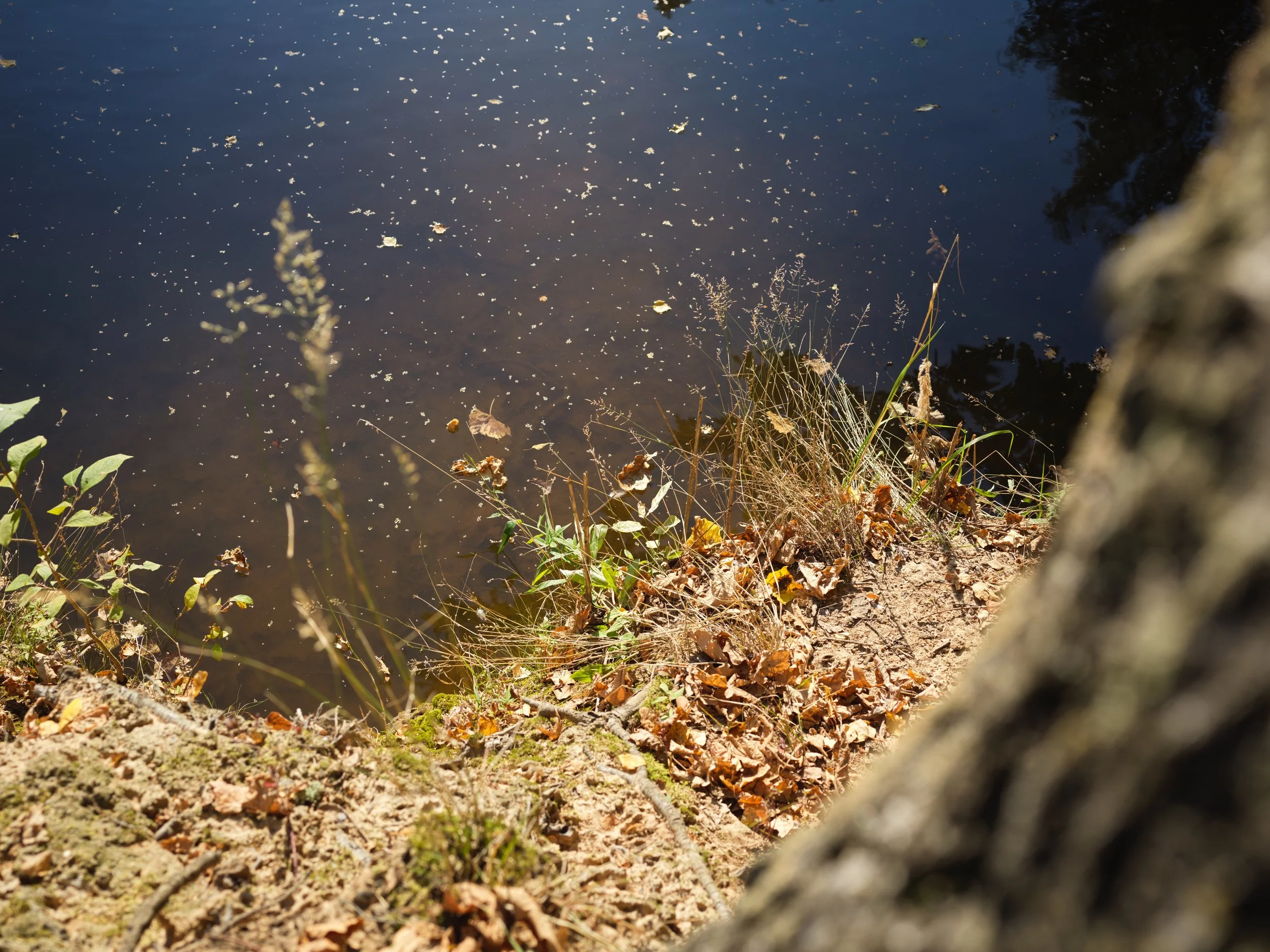 Close-up view of a muddy riverbank with some grass, leaves, and small plants growing at the edge of a dark water body, seen from above. Photo by Alexander Sokolyuk. Moscow, Russia