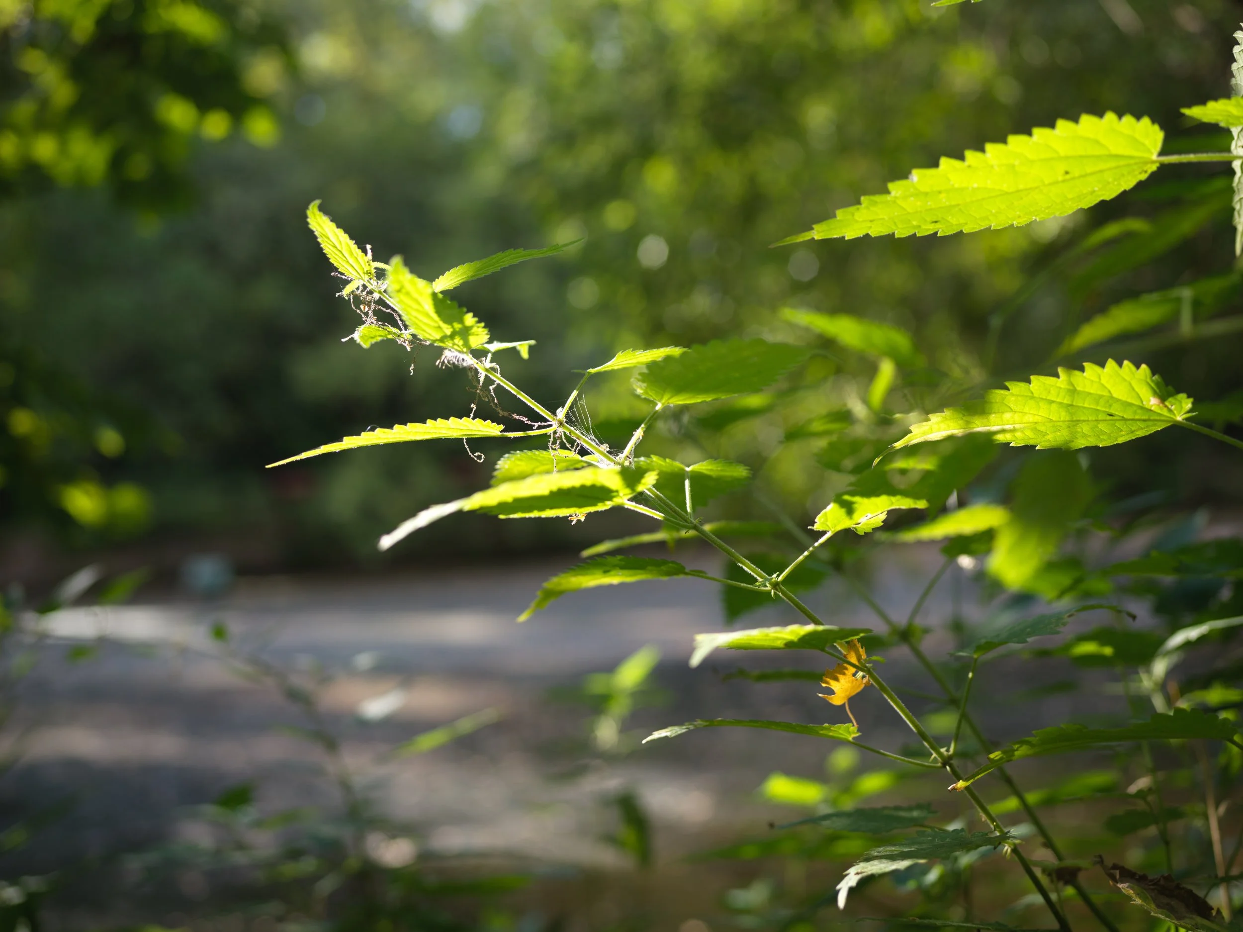 Close-up of green leafy plant with sunlight filtering through, outdoors in a natural setting. Photo by Alexander Sokolyuk. Moscow, Russia