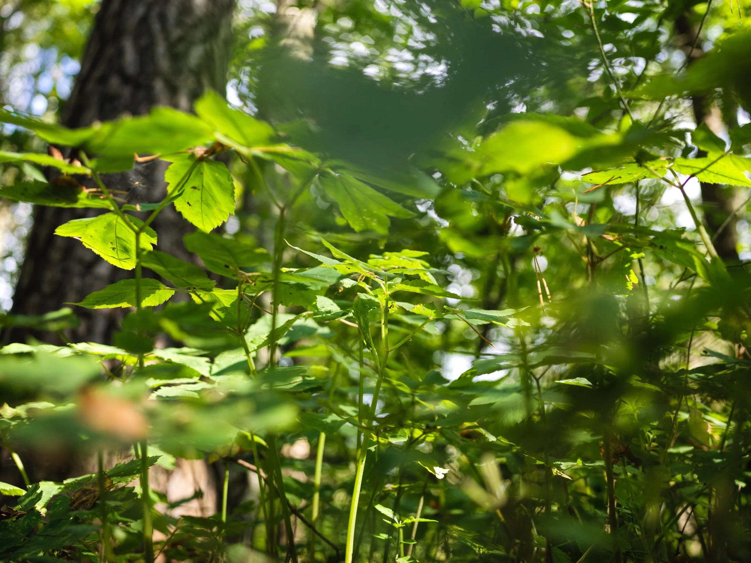 Close-up of dense green leaves and branches in a forest with sunlight filtering through. Photo by Alexander Sokolyuk. Moscow, Russia