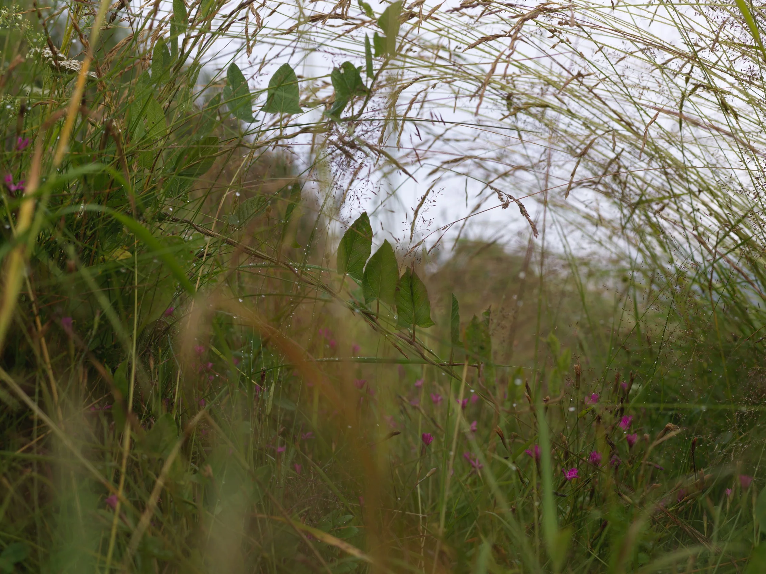 Close-up of tall grass, green leaves, and purple flowers in a natural outdoor setting.