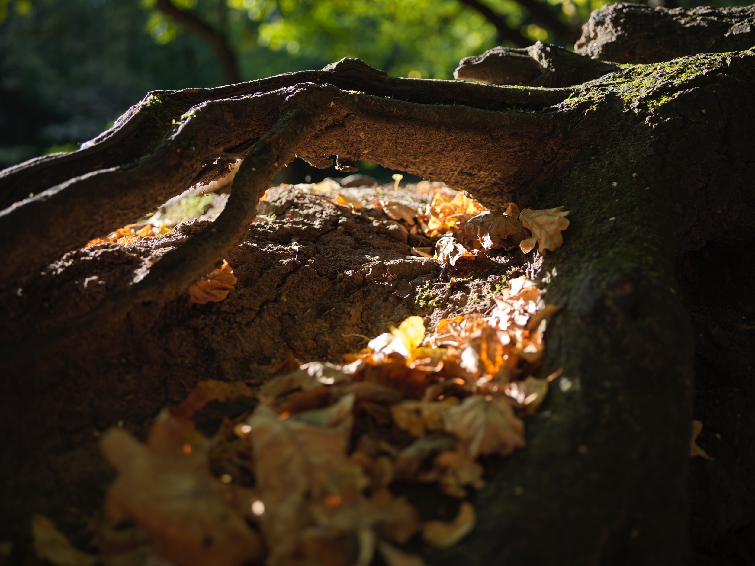 Close-up of a fallen tree trunk in a forest with sunlight filtering through the leaves, revealing a hollow space filled with dried leaves and soil. Photo by Alexander Sokolyuk. Moscow, Russia
