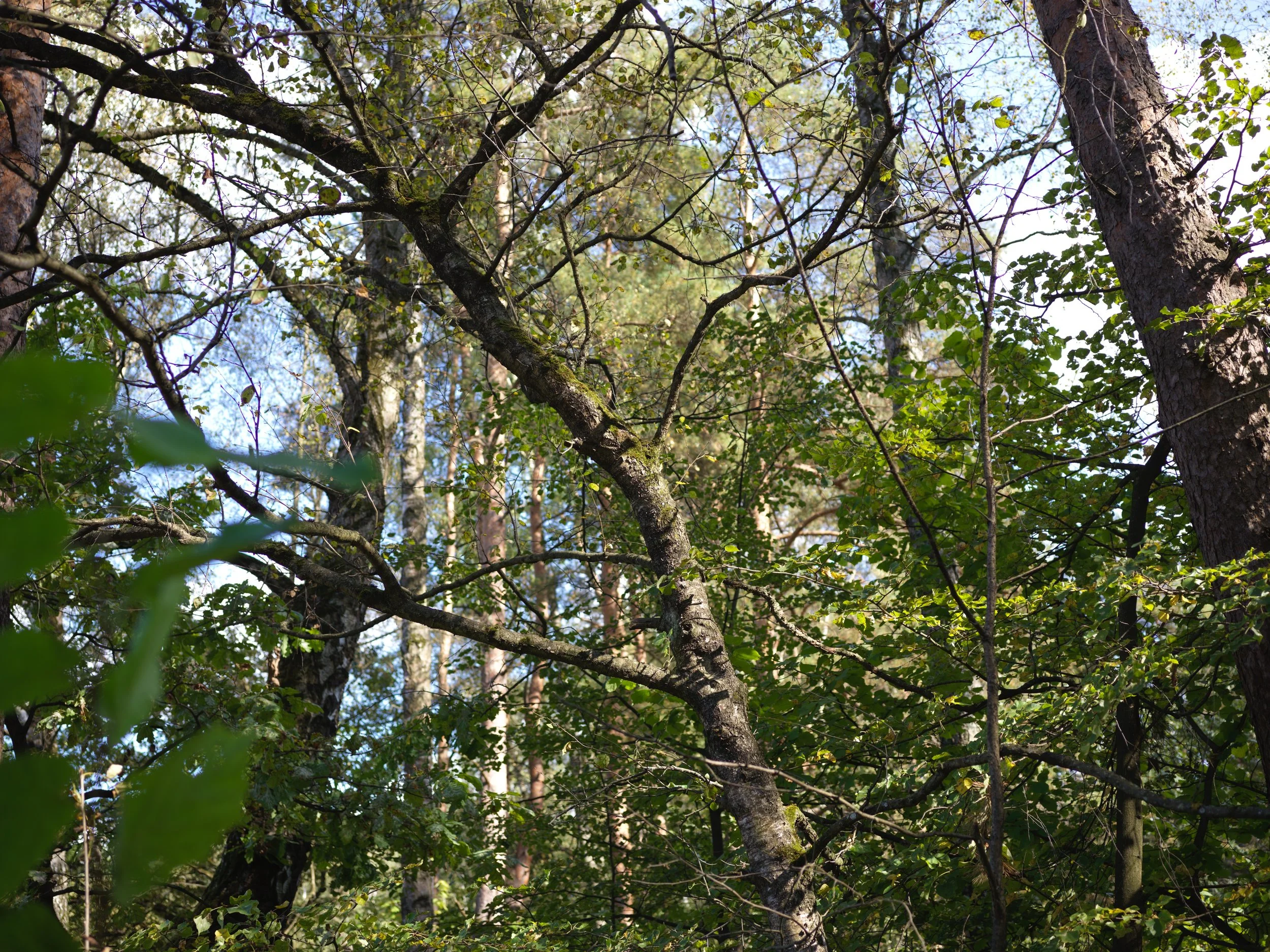 Dense forest with trees, branches, and green leaves under a clear blue sky. Photo by Alexander Sokolyuk. Moscow, Russia