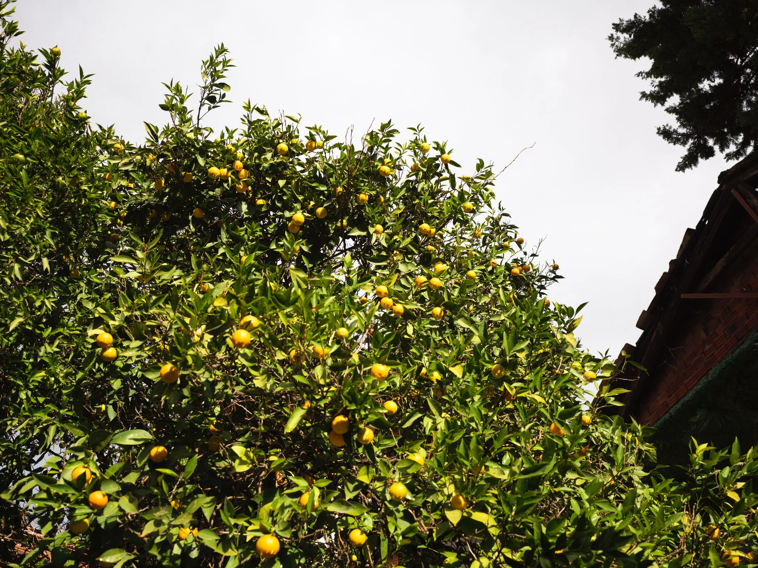 Tree with green leaves and small yellow fruits or flowers, against a cloudy sky and part of a brick building roof visible on the right