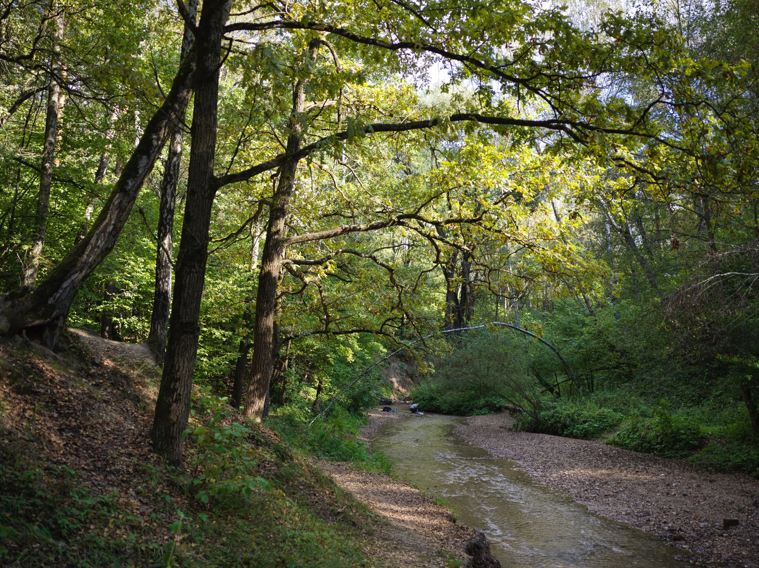 A serene forest scene with tall trees and a small creek running through it, sunlight filtering through the green leaves. Photo by Alexander Sokolyuk. Moscow, Russia
