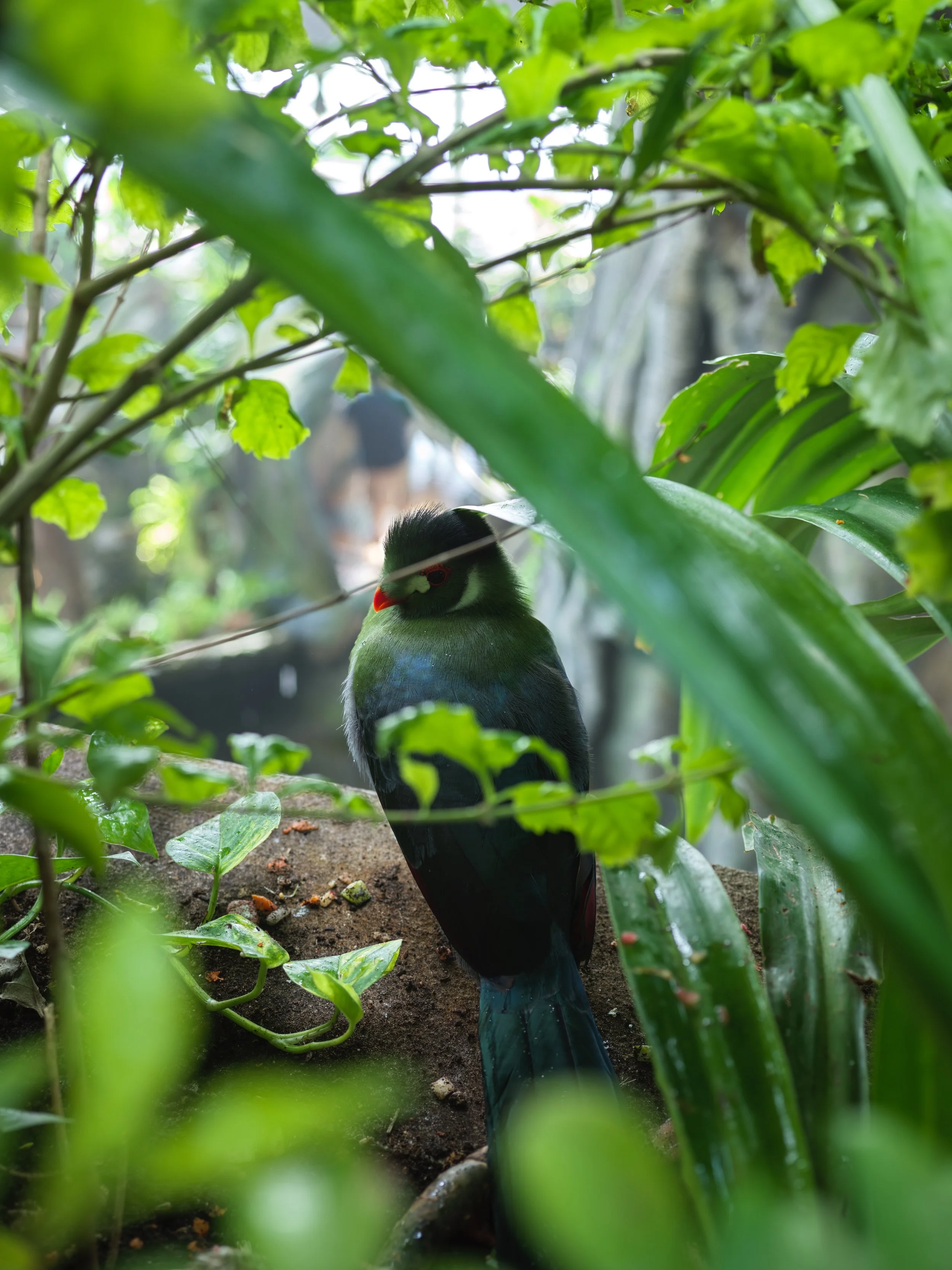 A vibrant bird with green, black, and red feathers perched on the ground amidst lush green foliage, partially obscured by leaves. Photo by Alexander Sokolyuk. Dubai, UAE