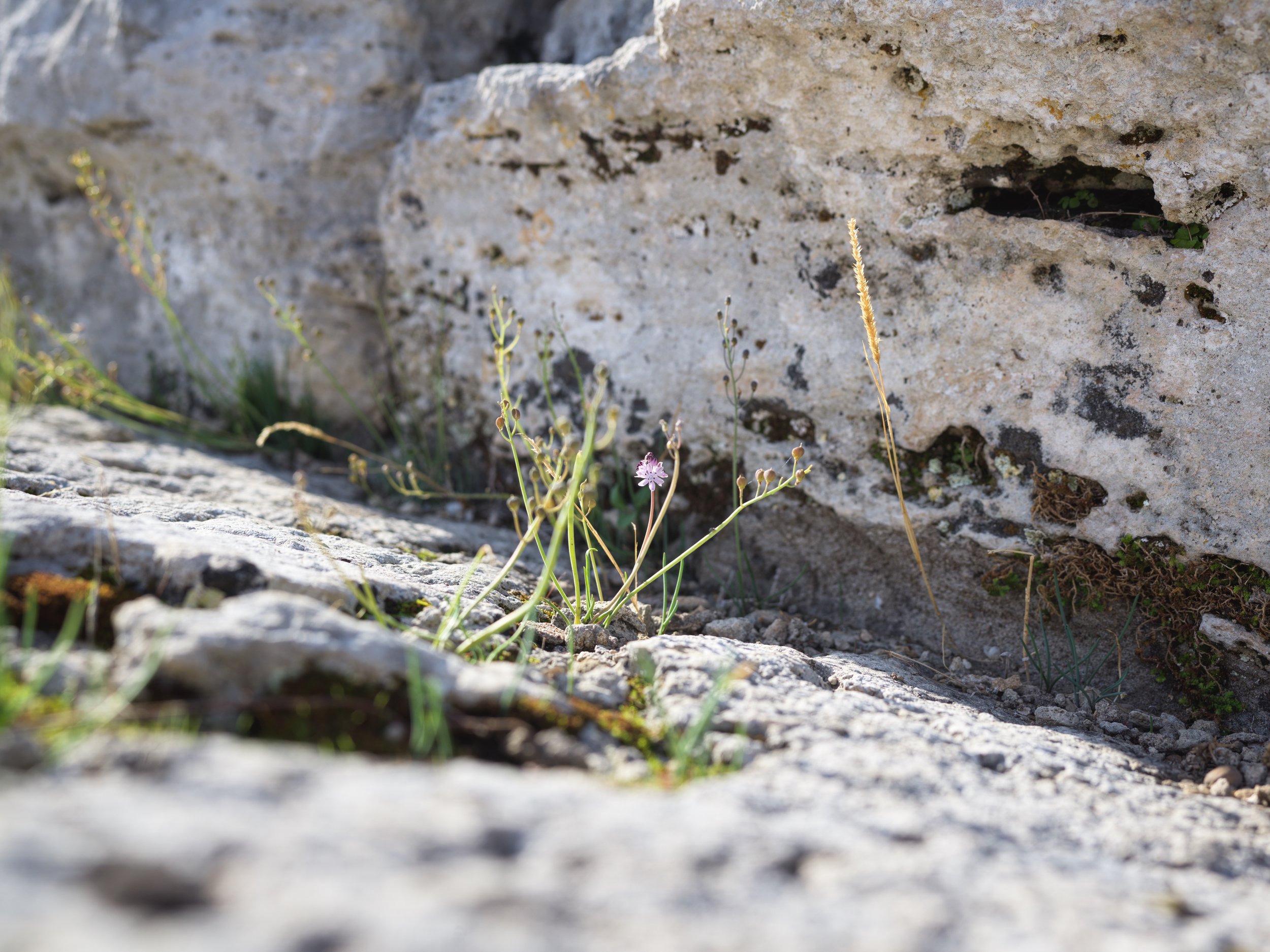 Small purple flower growing in cracked rocks and soil near a stone wall.